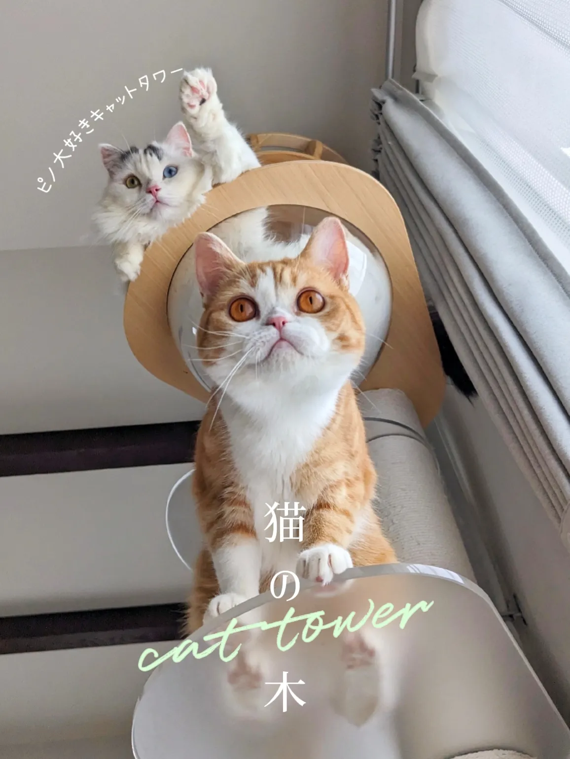 cat tower | tete__0918が投稿したフォトブック | Lemon8