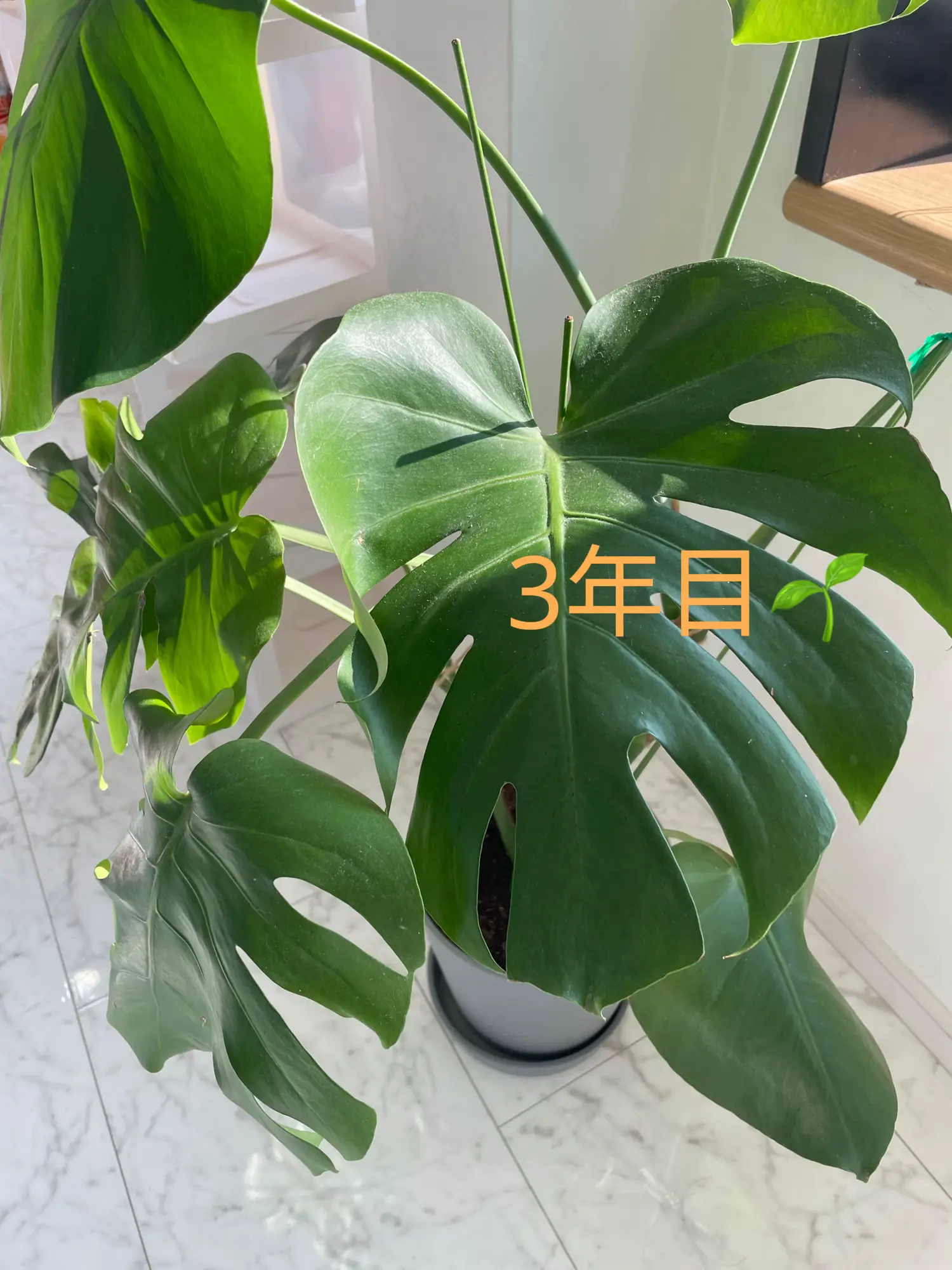 3年目のモンステラ🌱 | E✴︎が投稿したフォトブック | Lemon8