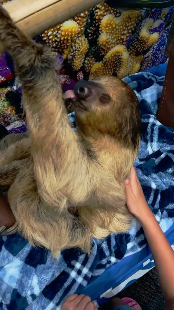 Do you know how soft a sloth is video published by visitseaquest
