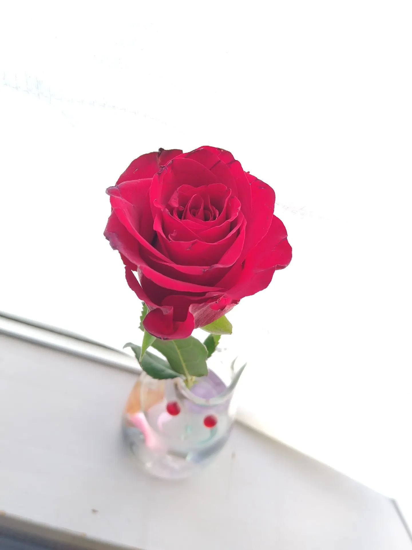 まだ起きたくなかったのに…︎星の王子様の薔薇より️