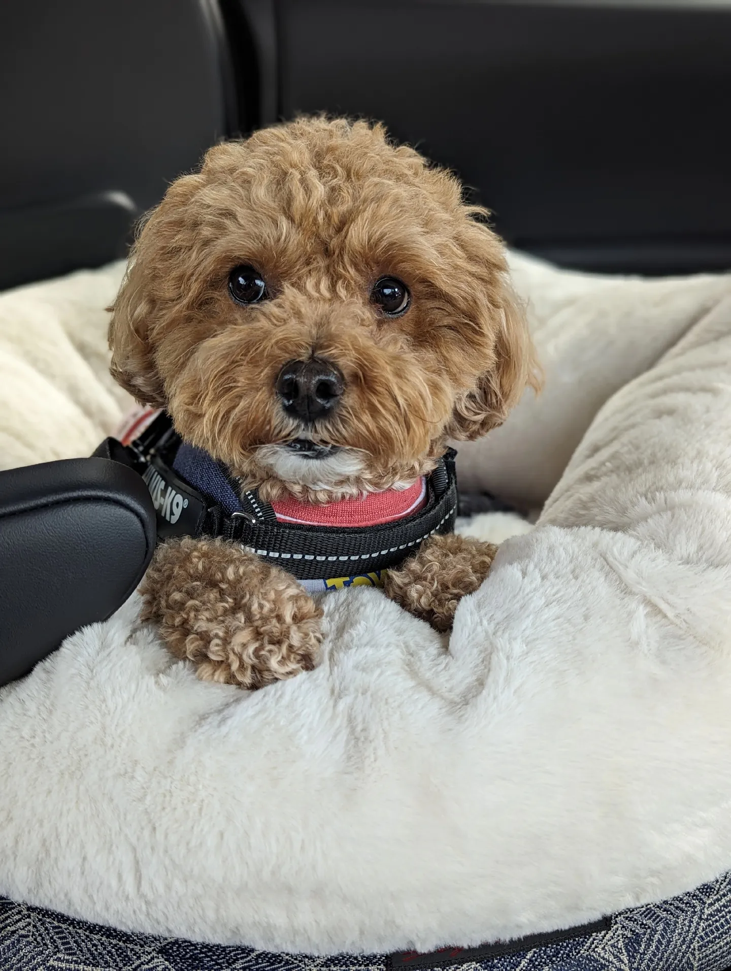 愛犬とドライブの便利アイテム。 車のシートベルトに差し込んで使える
