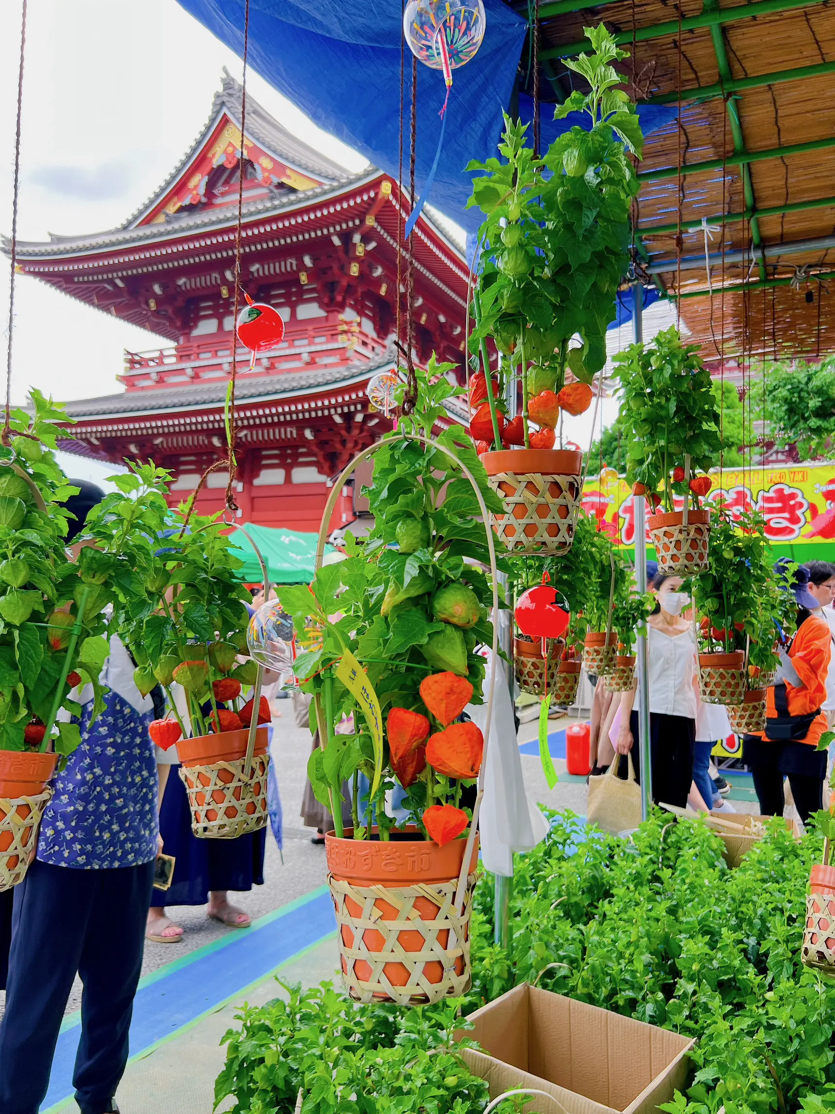 色紙、玉？、ほおずき、市、 色紙、玉？、ほおずき、市、