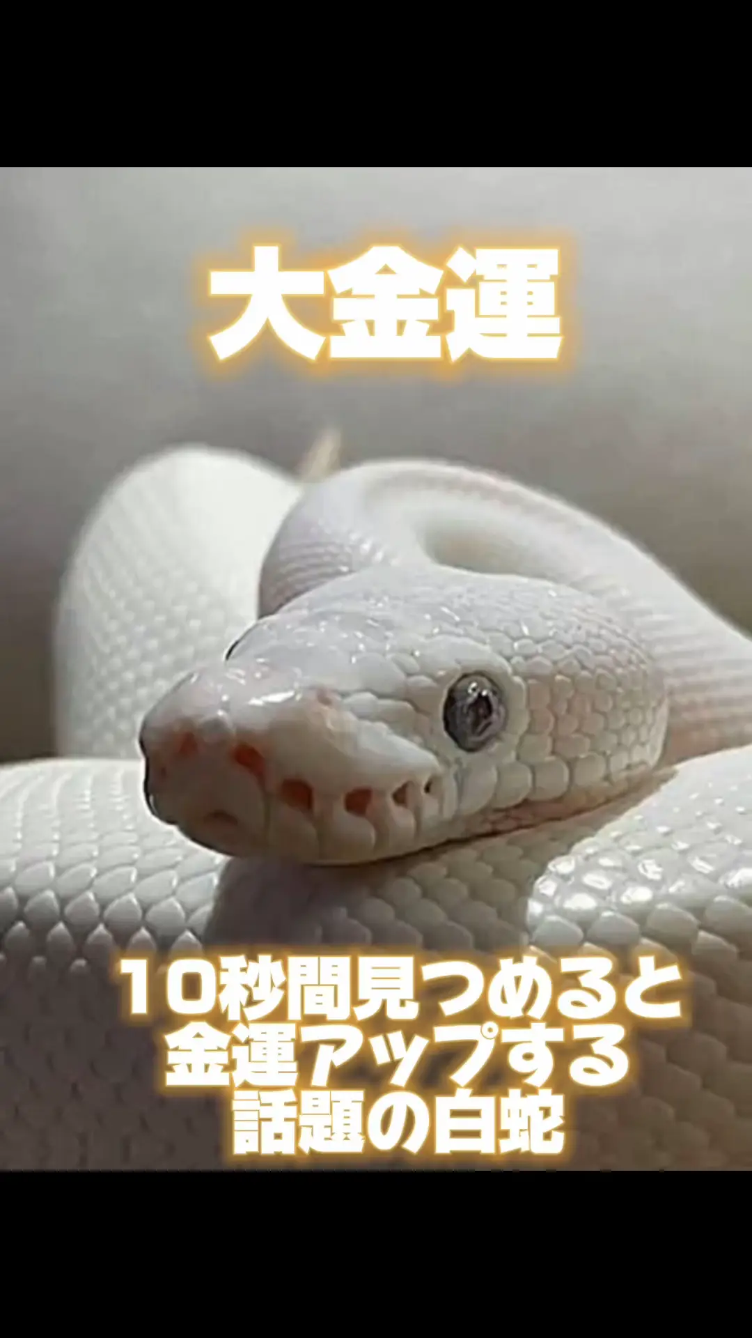 白蛇は蛇の中でも金運アップを見込めると言われてます🐍💰 | 開運猫の投稿動画 | Lemon8