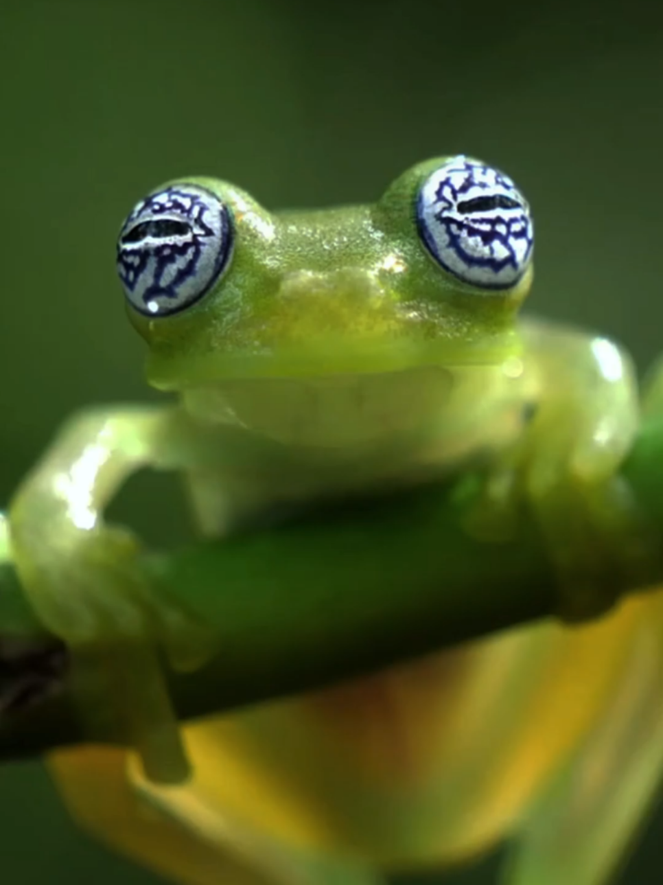 Puppy-eyed Glass Frog -- Spiny Glass Frog in Costa Rica, wildlife print,  nature print