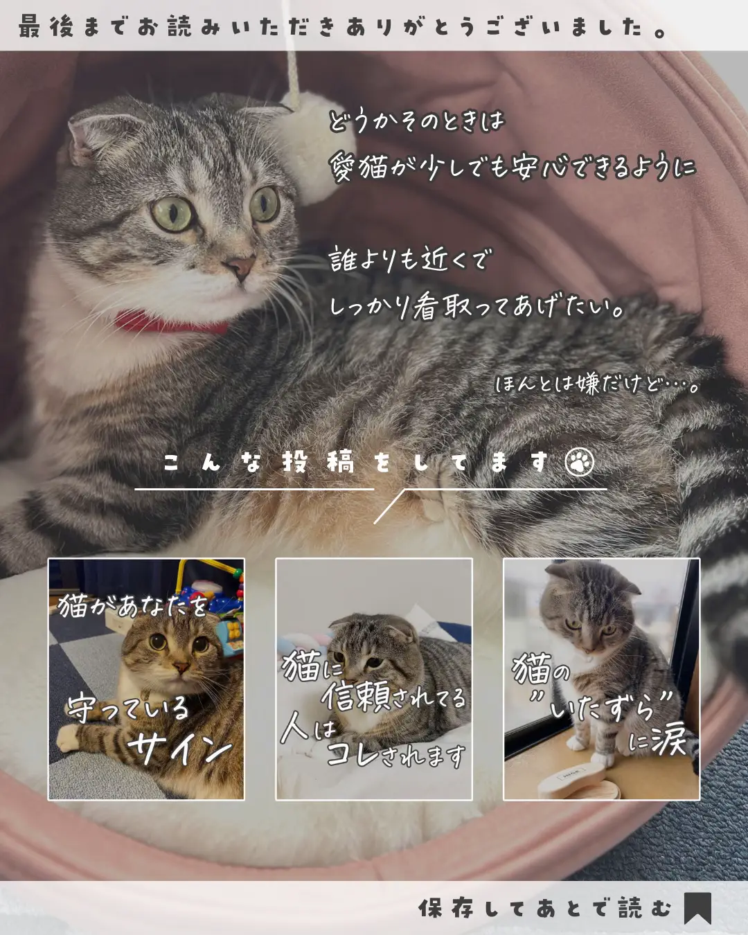 猫が - Lemon8検索