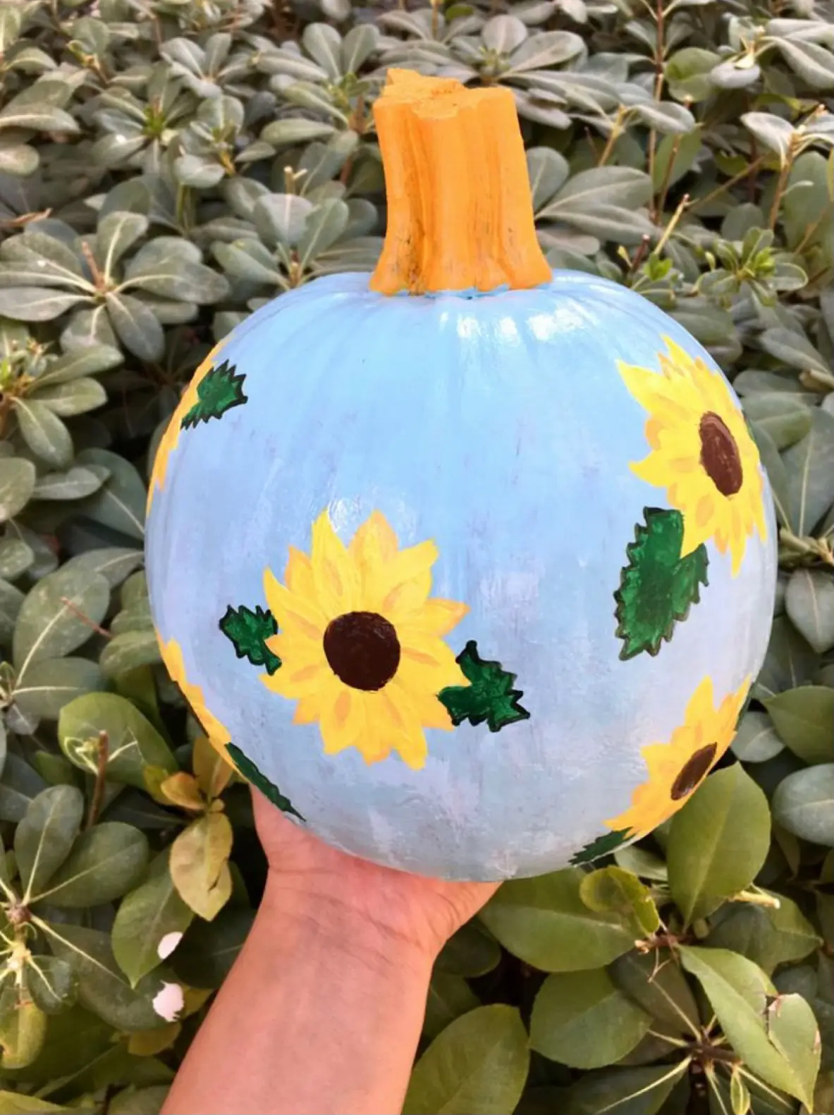 Western Pumpkin Painting Ideas Lemon8 Search