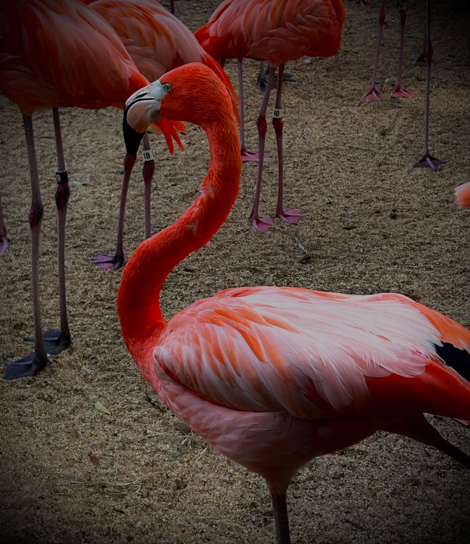 Feathered Friends: Easy DIY Flamingo and Parrot Halloween • Homemaker's  Habitat