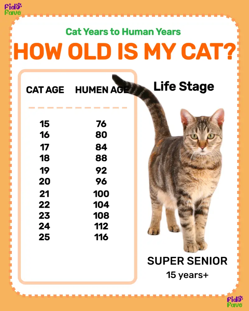 What is 19 hot sale in cat years