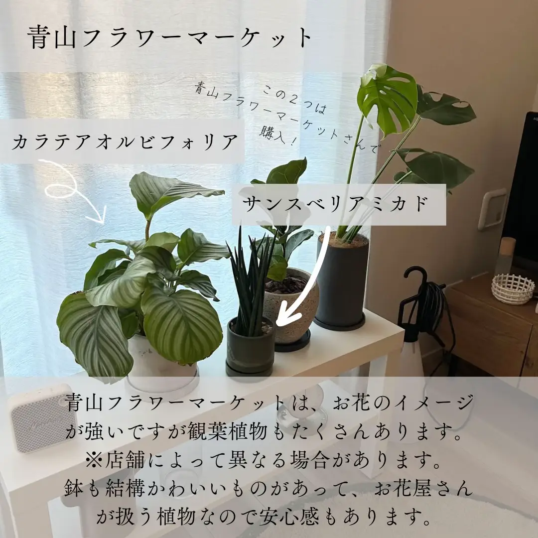 イぺー イッぺー苗木 鉢ごと発送‼️ （イペ コガネノウゼン 苗 販売 
