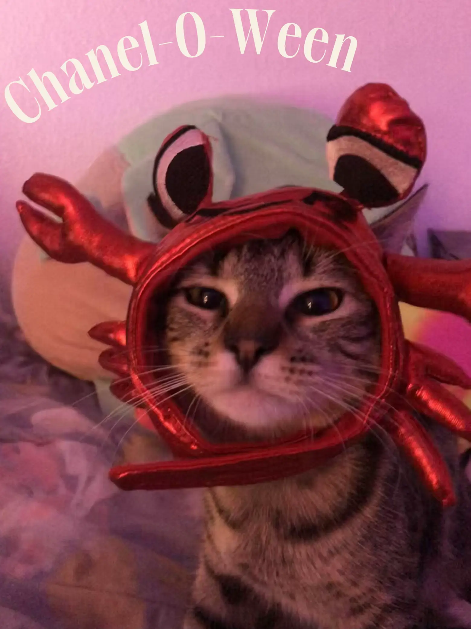 Cat Costume Instagram Captions - Lemon8 Search