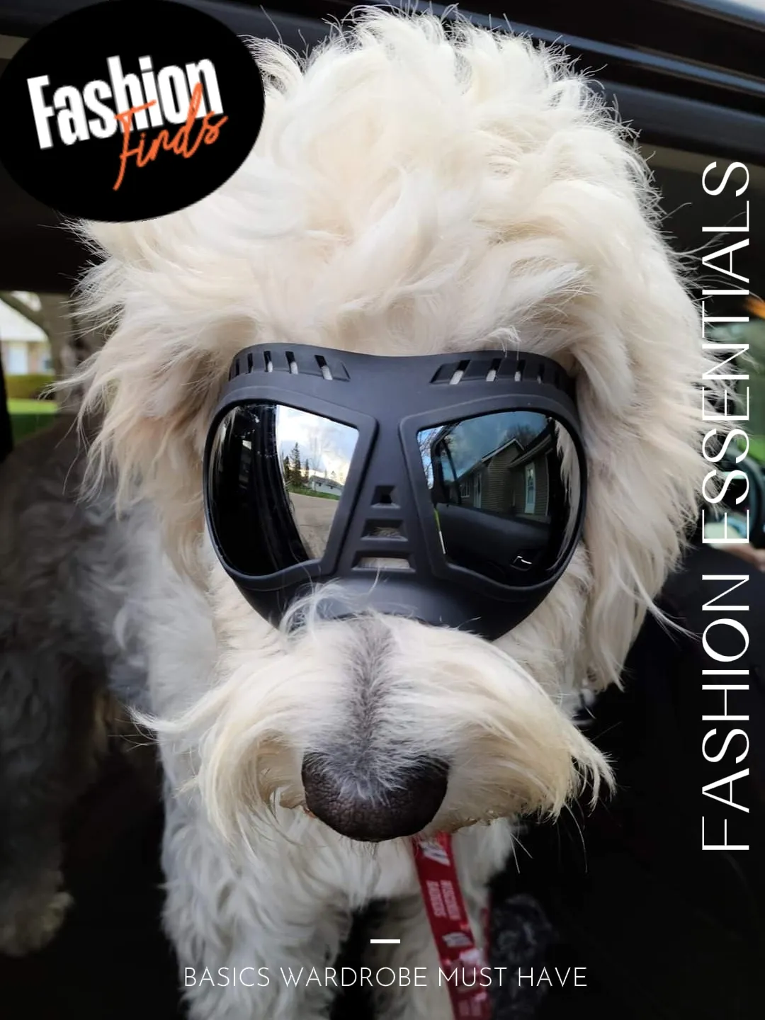 Fluffier than a cloud, this is Wardell. Gallery posted by Chic Trends