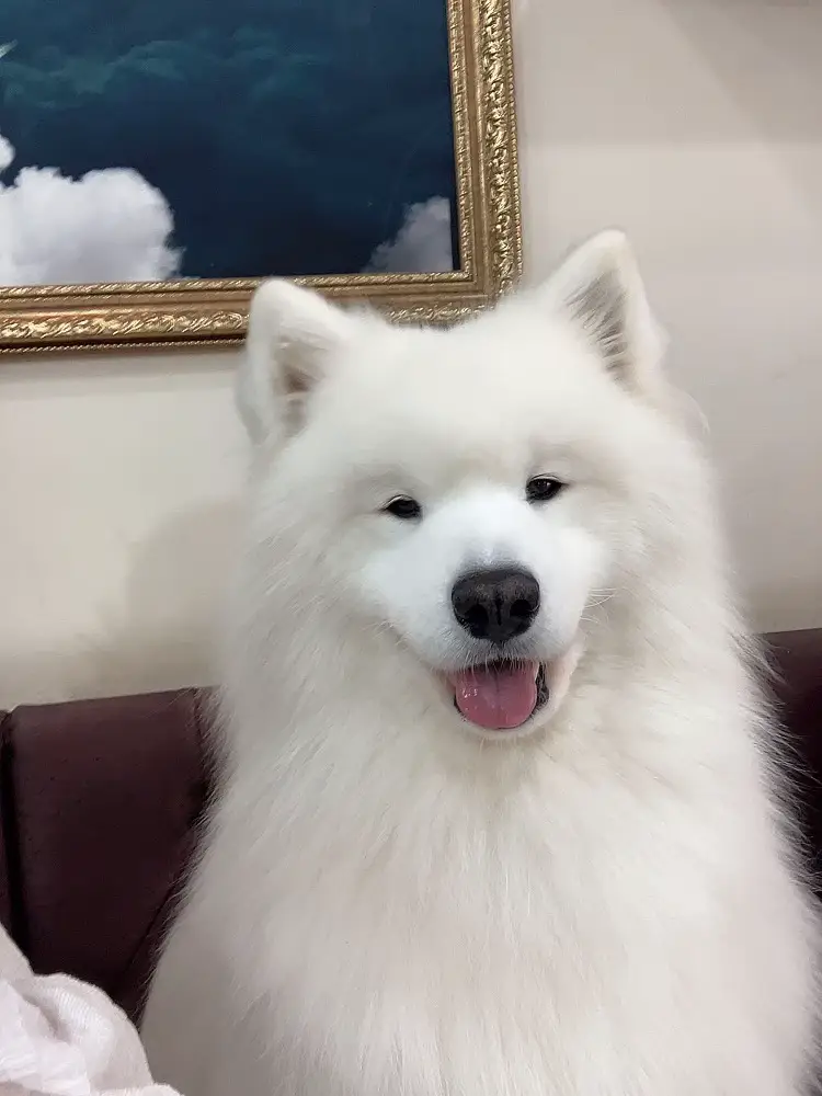 📍Cafe where you can interact with Mofumofu Samoyed Korea Sangsu