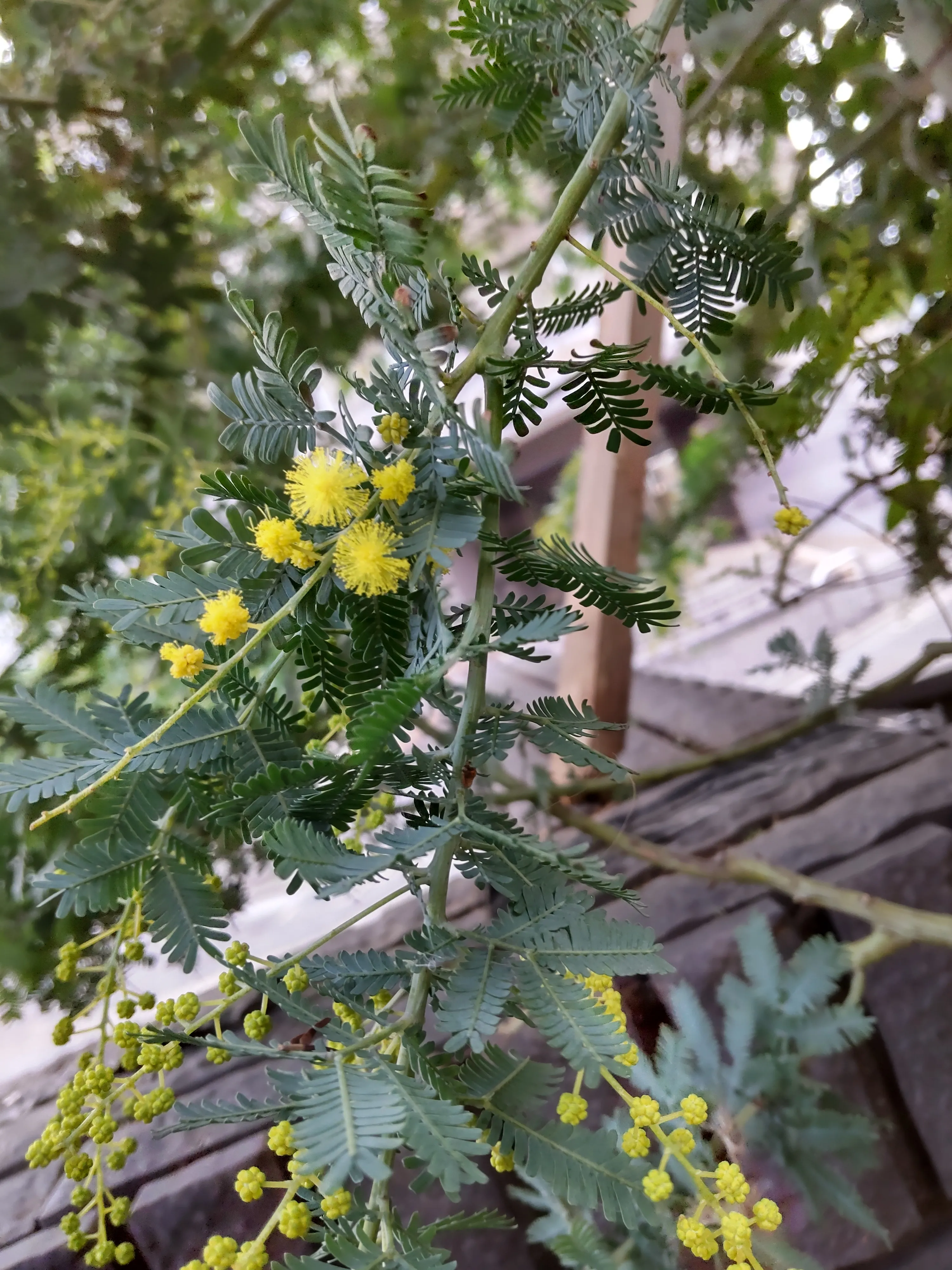 見てー💦ミモザが開花しました✨１部ですが… | みーこが投稿したフォトブック | Lemon8