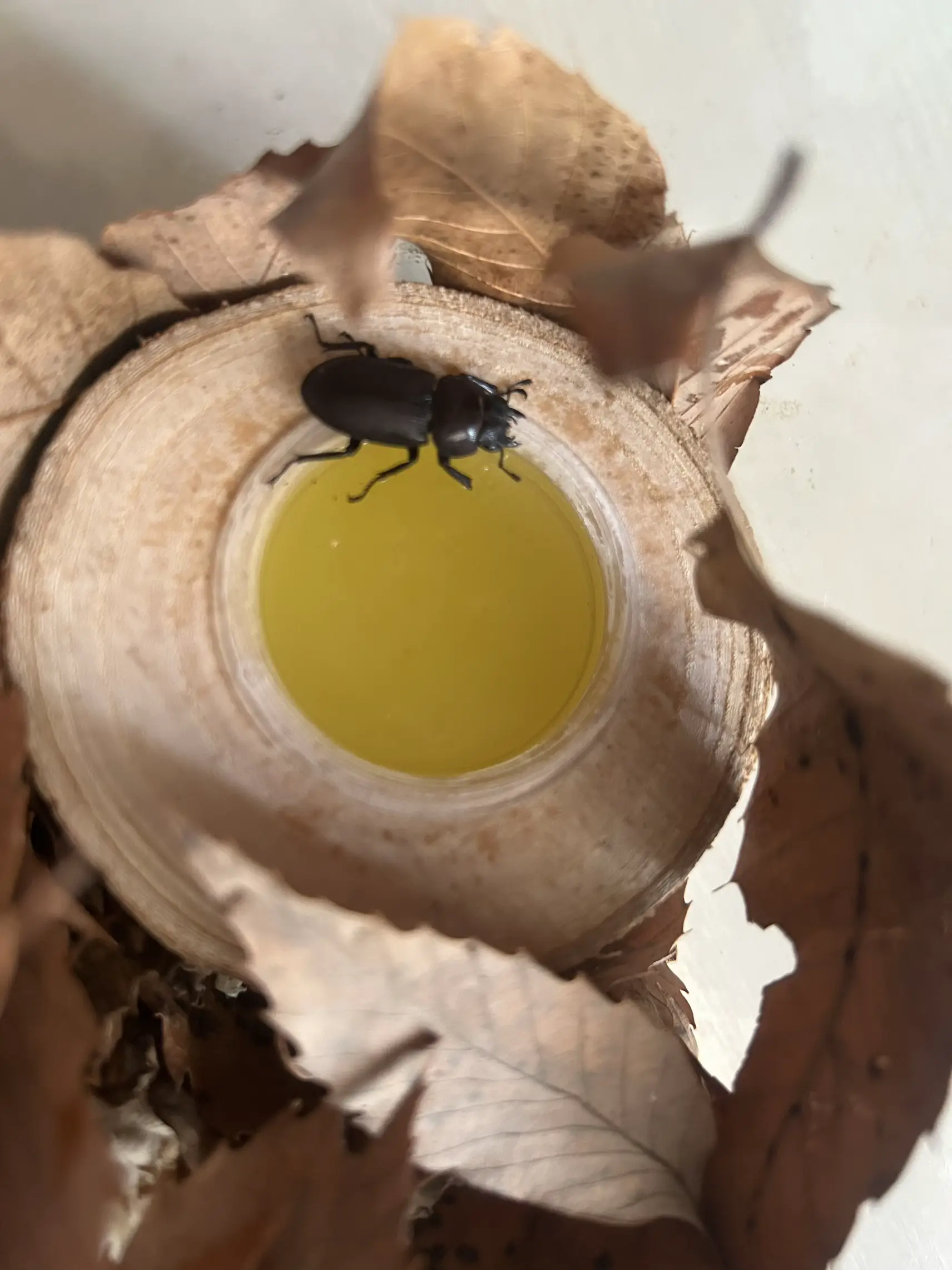 ヘラクレスオオカブト カブトムシ クワガタ 昆虫 帽子 コスプレ コスチューム - 帽子