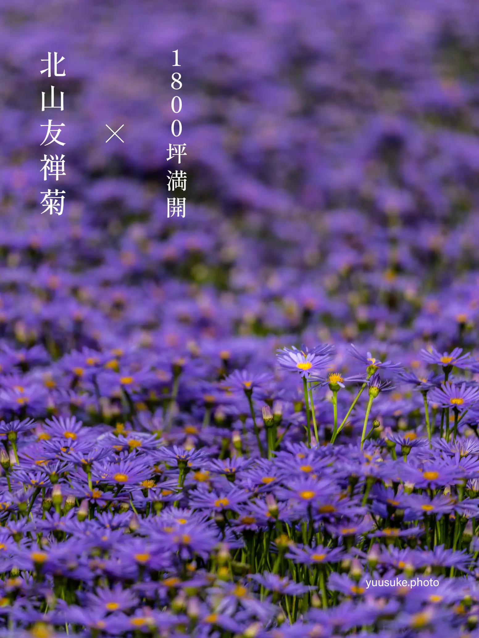 Kyoto 💜 Kitayama Yuzen Chrysanthemums in full bloom at a spectacular spot  ✈️ 1,800 tsubo 💜 with map | Gallery posted by YUU✈️絶景1人旅🚗 | Lemon8