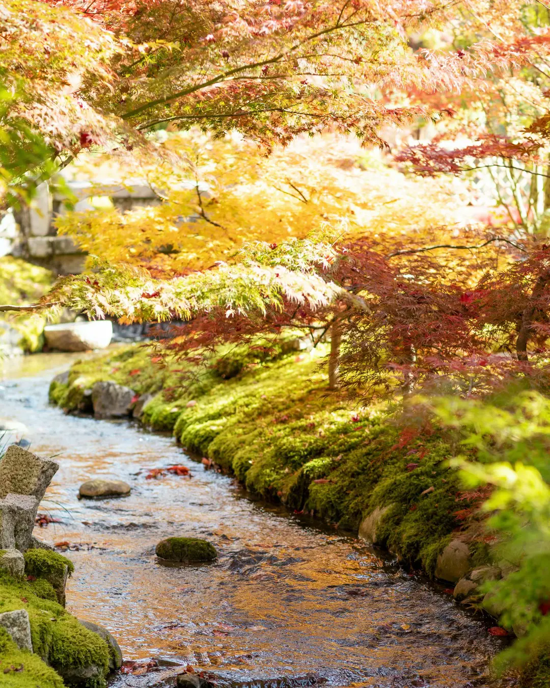 色鮮やかなカエデやモミジ、まさに「別格」の紅葉。京都東山の紅葉散歩♪の画像 (7枚目)