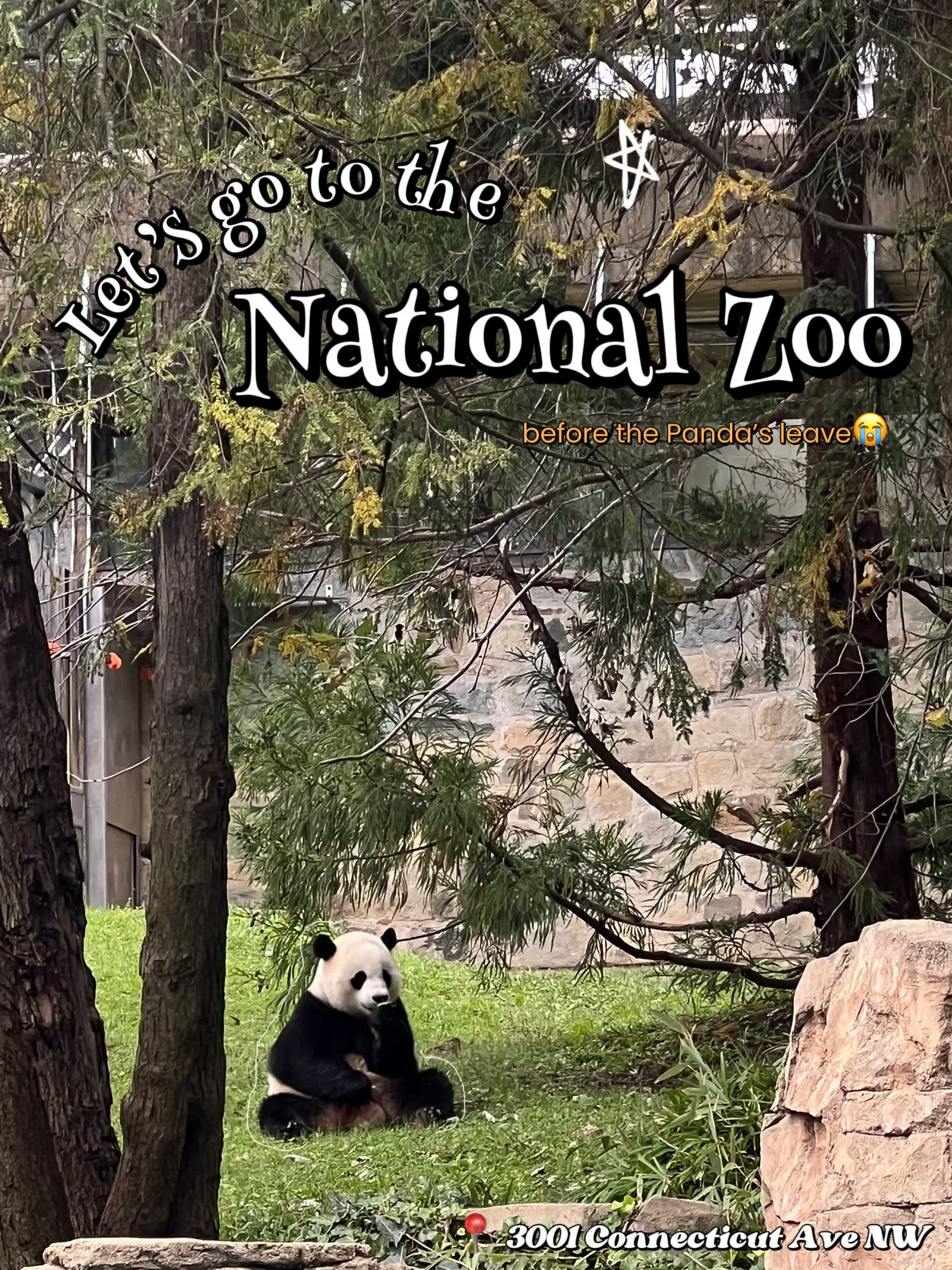 The D.C. Pandas Might Have Changed My Mind About Zoos