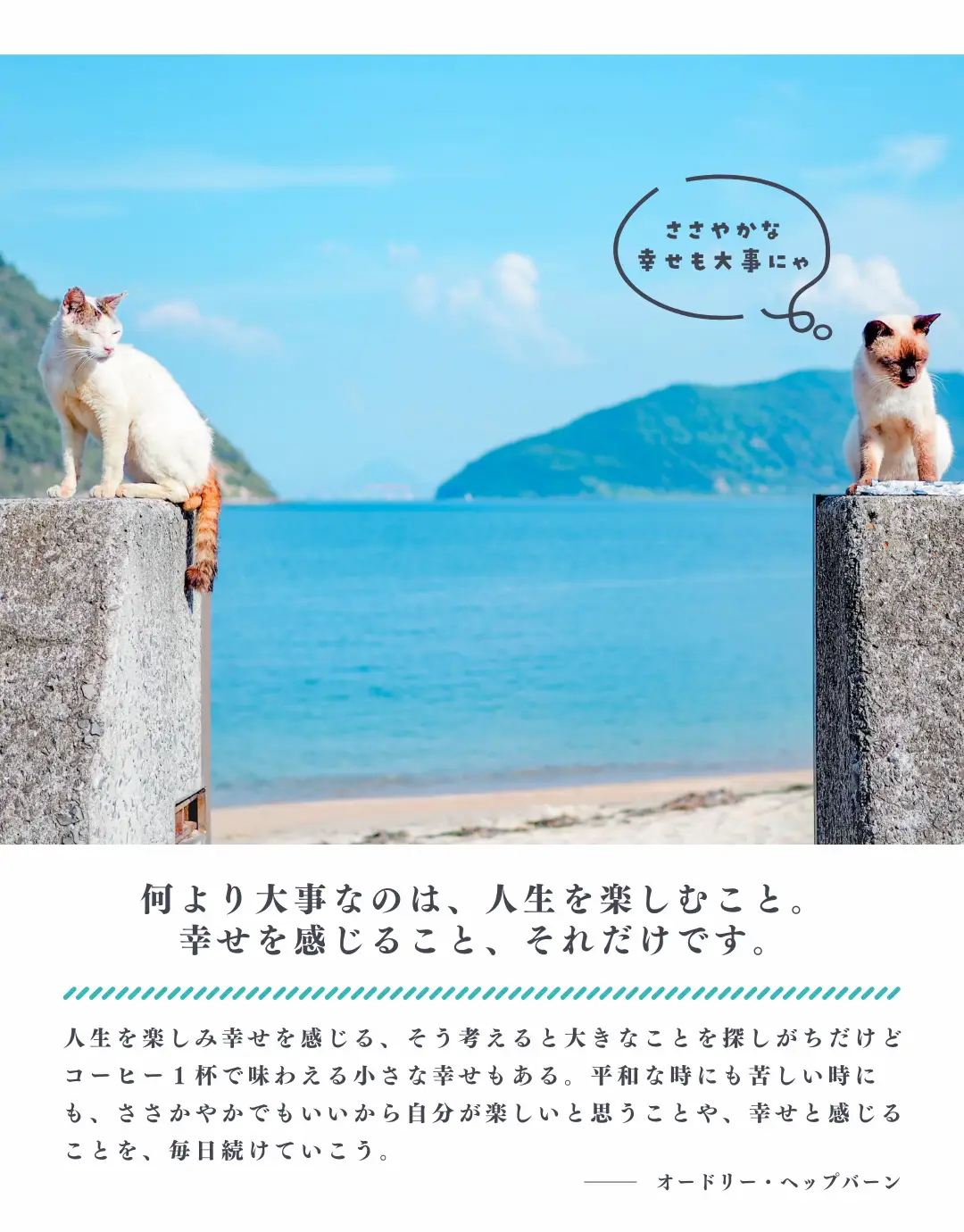 香川】猫の島🏝️可愛い猫ちゃんと名言に癒される✨ | 絶景まりナビが