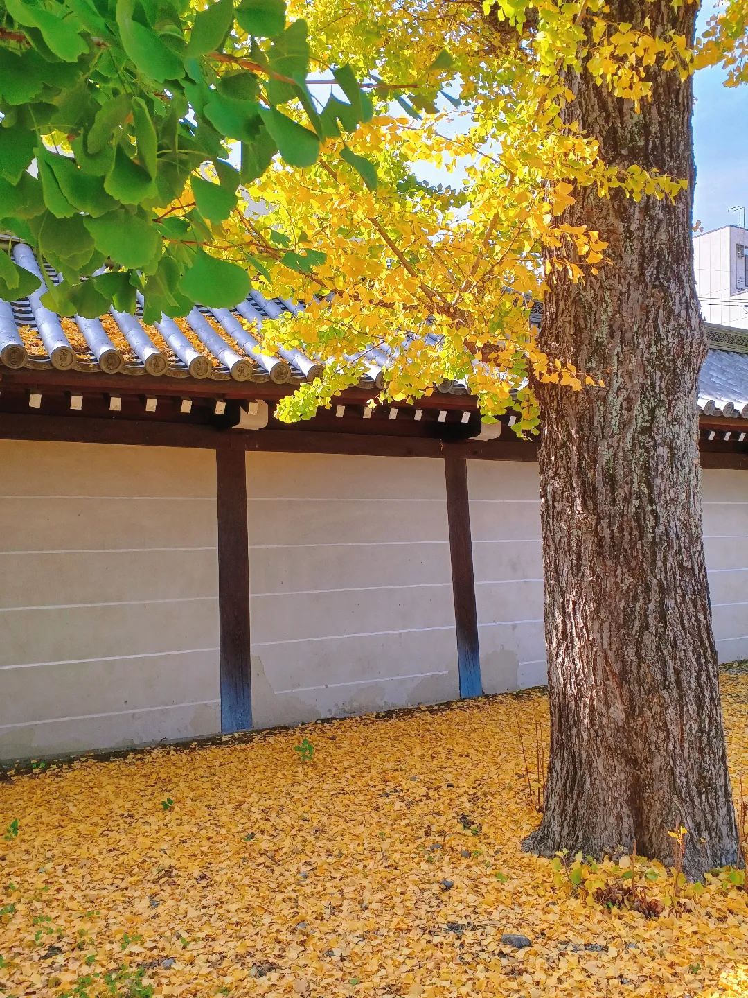 【京都ぶらり】秋晴れの京都から 銀杏の絨毯 東本願寺の画像 (2枚目)