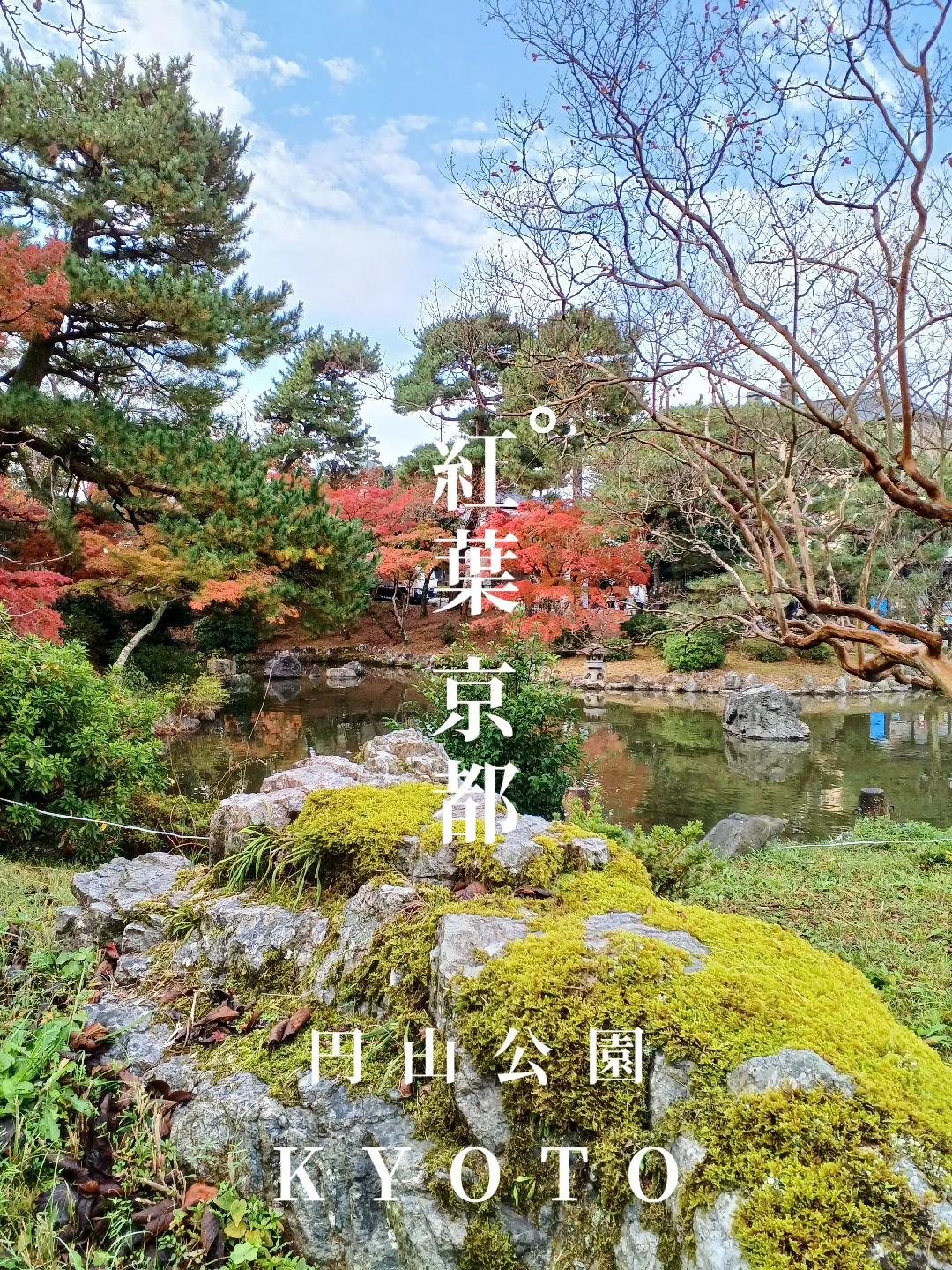 【京都ぶらり】2023京都紅葉 桜の名所円山公園は紅葉も美しいの画像 (0枚目)