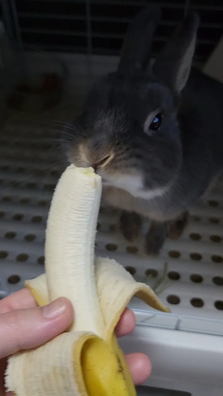 うさぎのいる生活💗バナナ🍌大好き