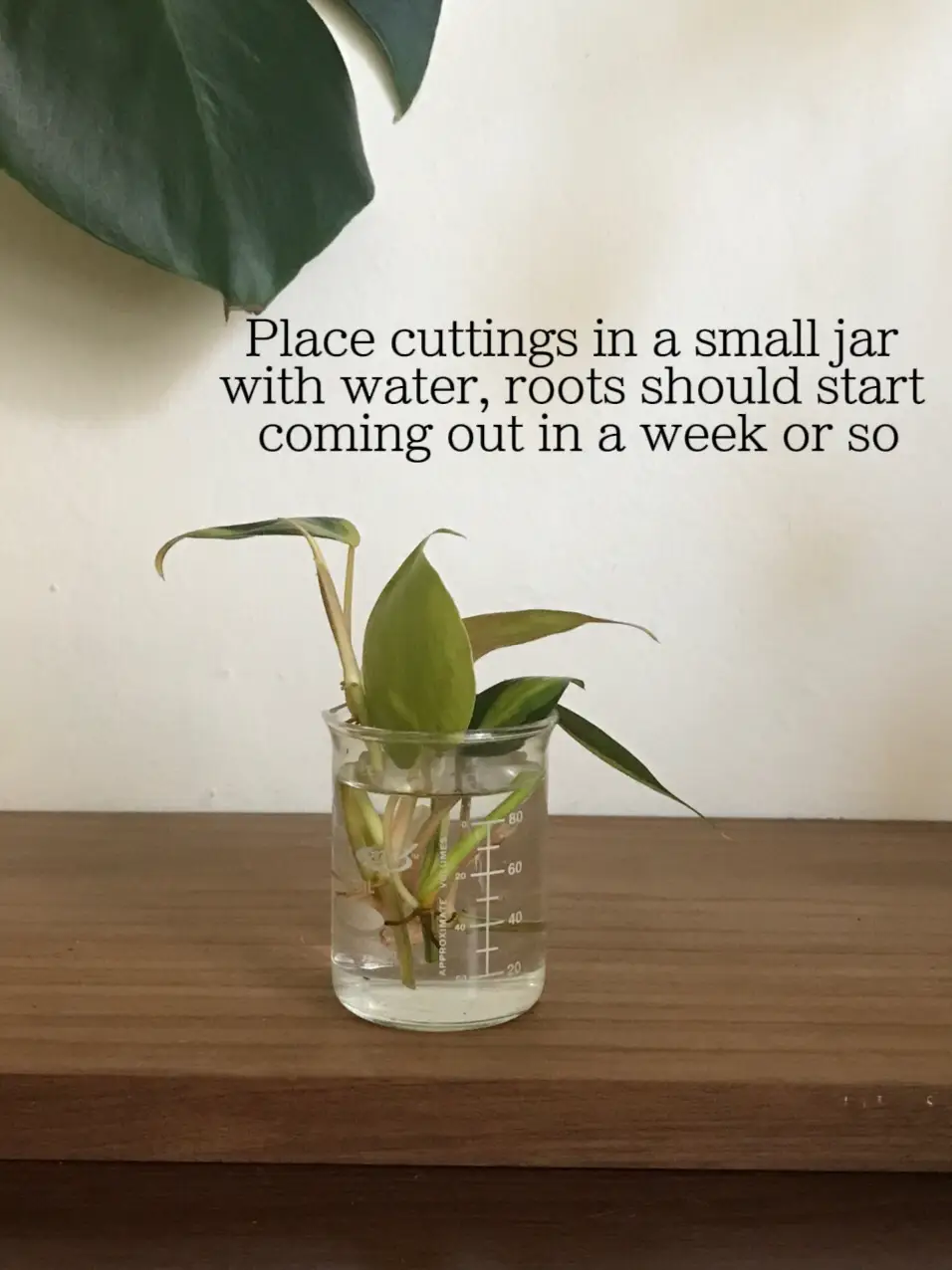 Styling your plants in water with copper wire