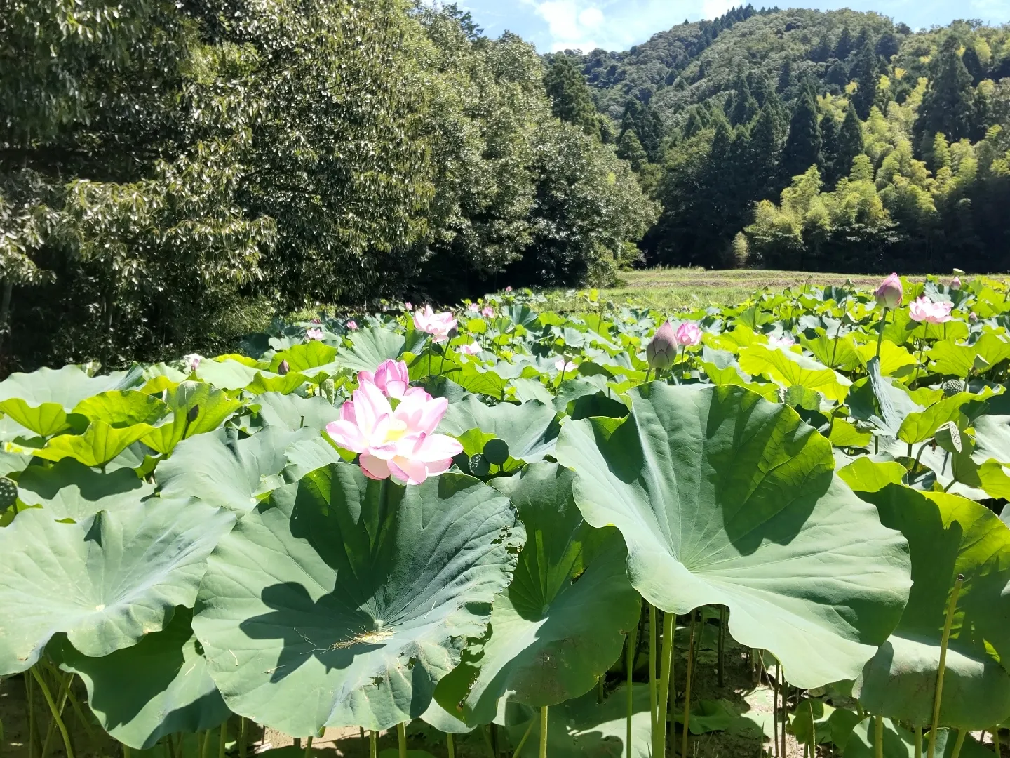 日本一の棚田のハス畑】滋賀県米原市 | mchan1220が投稿したフォト 