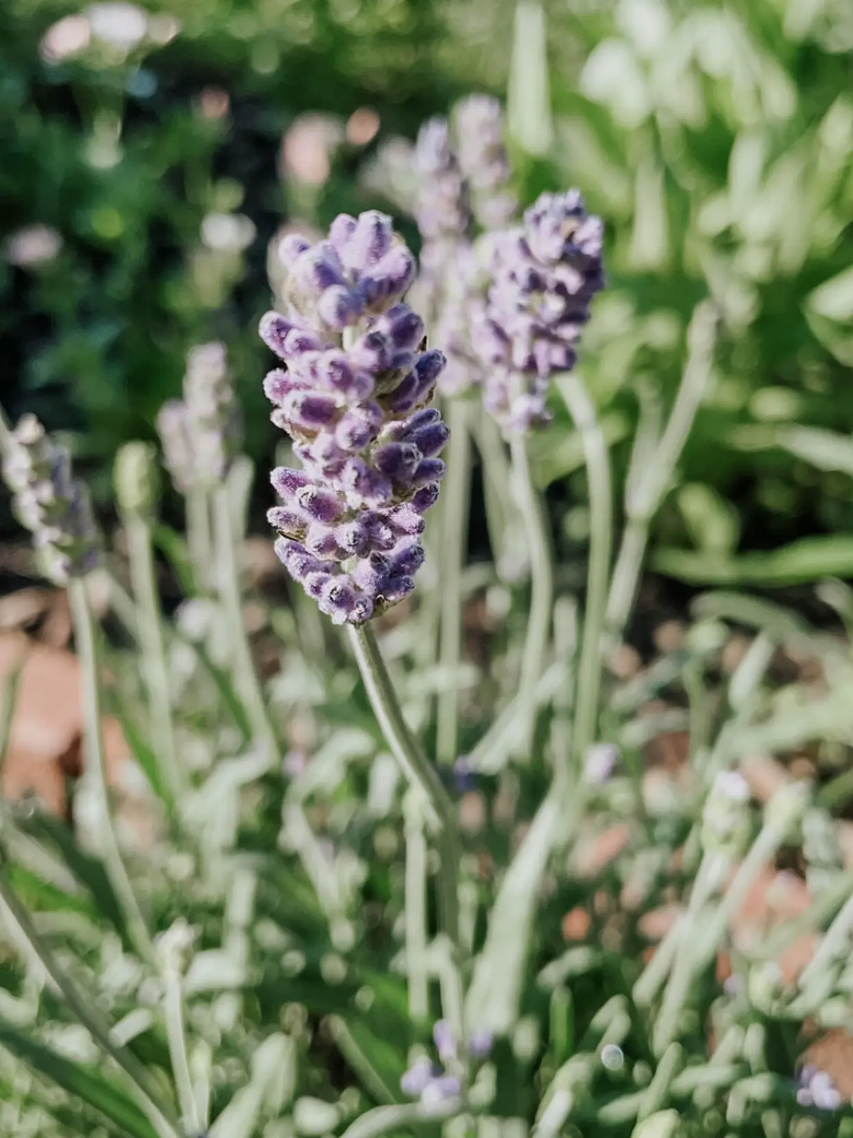 Propagating Lavender Plants - Stacy Ling