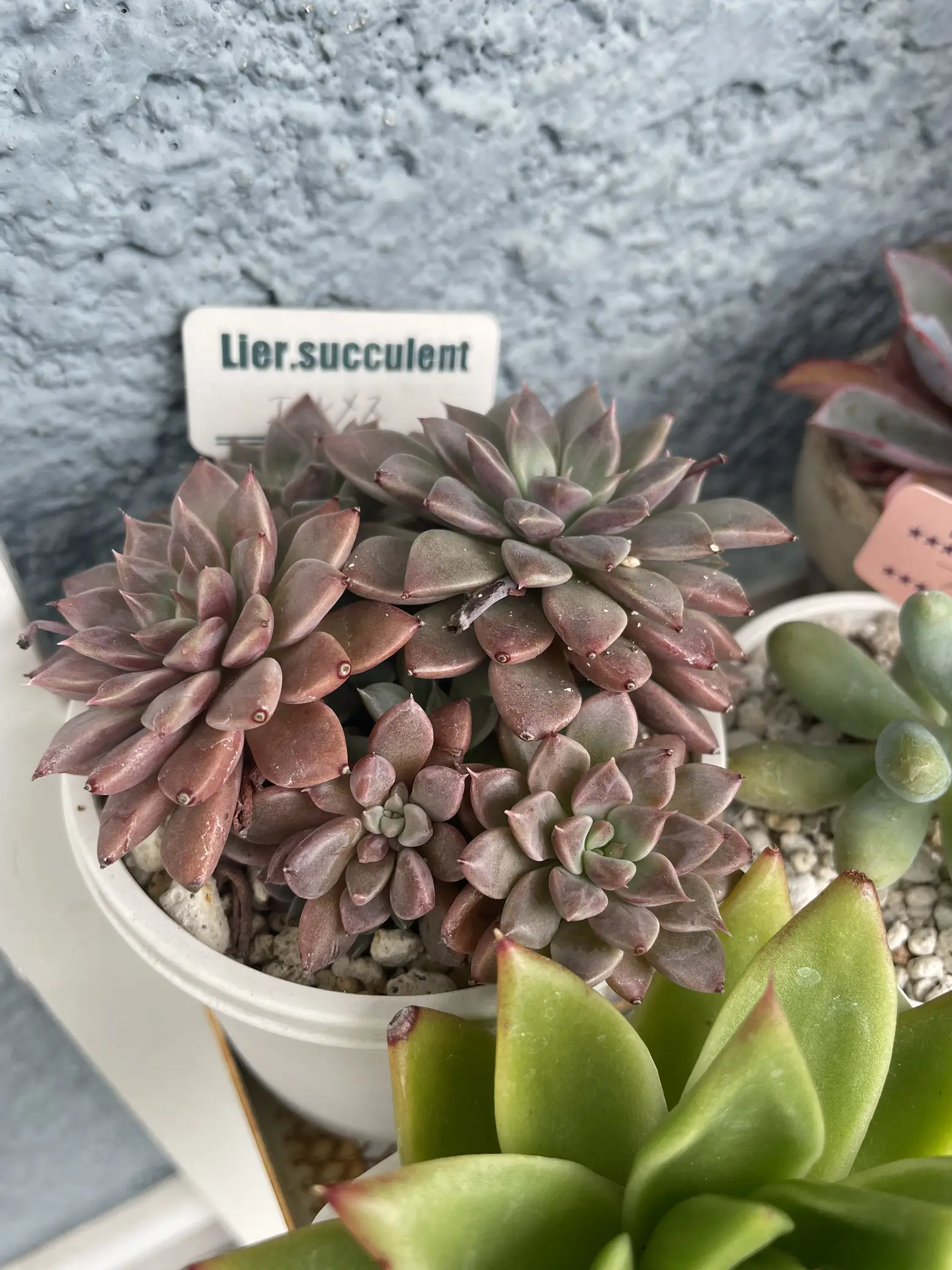 アップル美人 韓国苗 Lier苗 Lier.succulent 寂し
