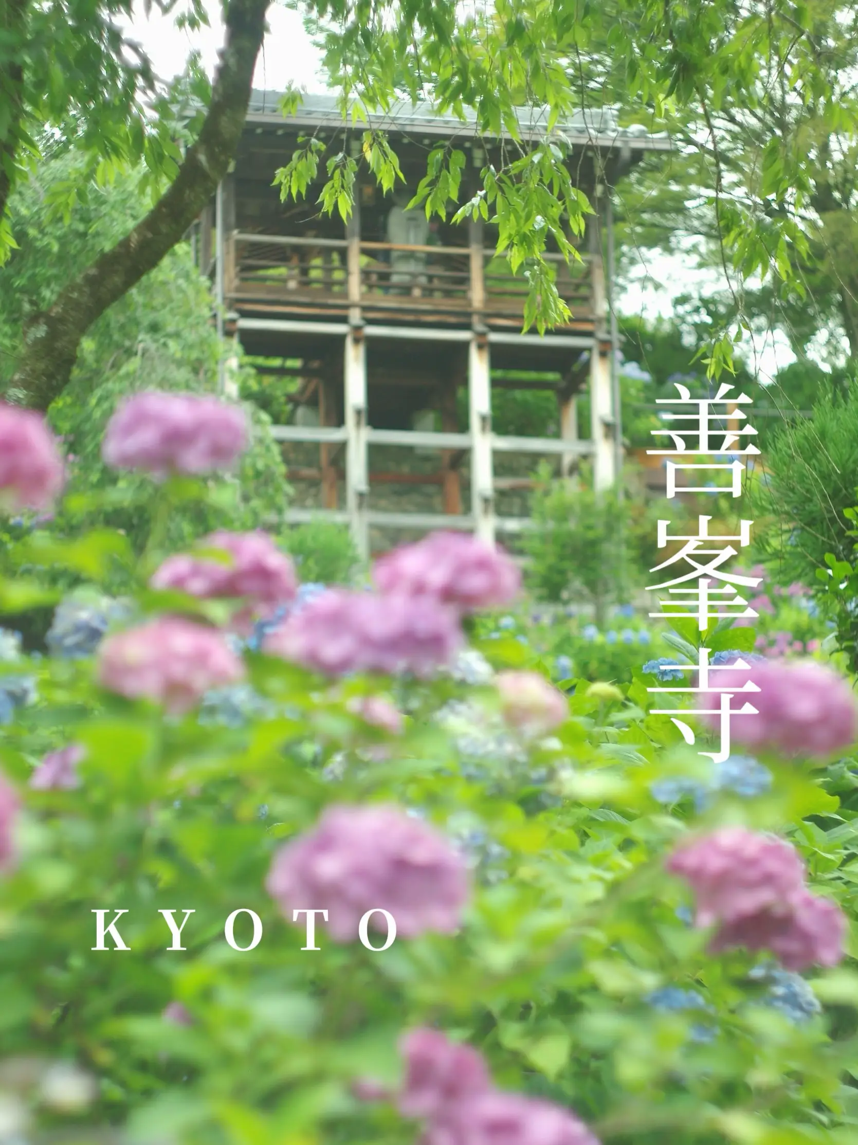 京都】落ちない御守りも⛩️紫陽花溢れるお寺 | nano7 travelが投稿したフォトブック | Lemon8