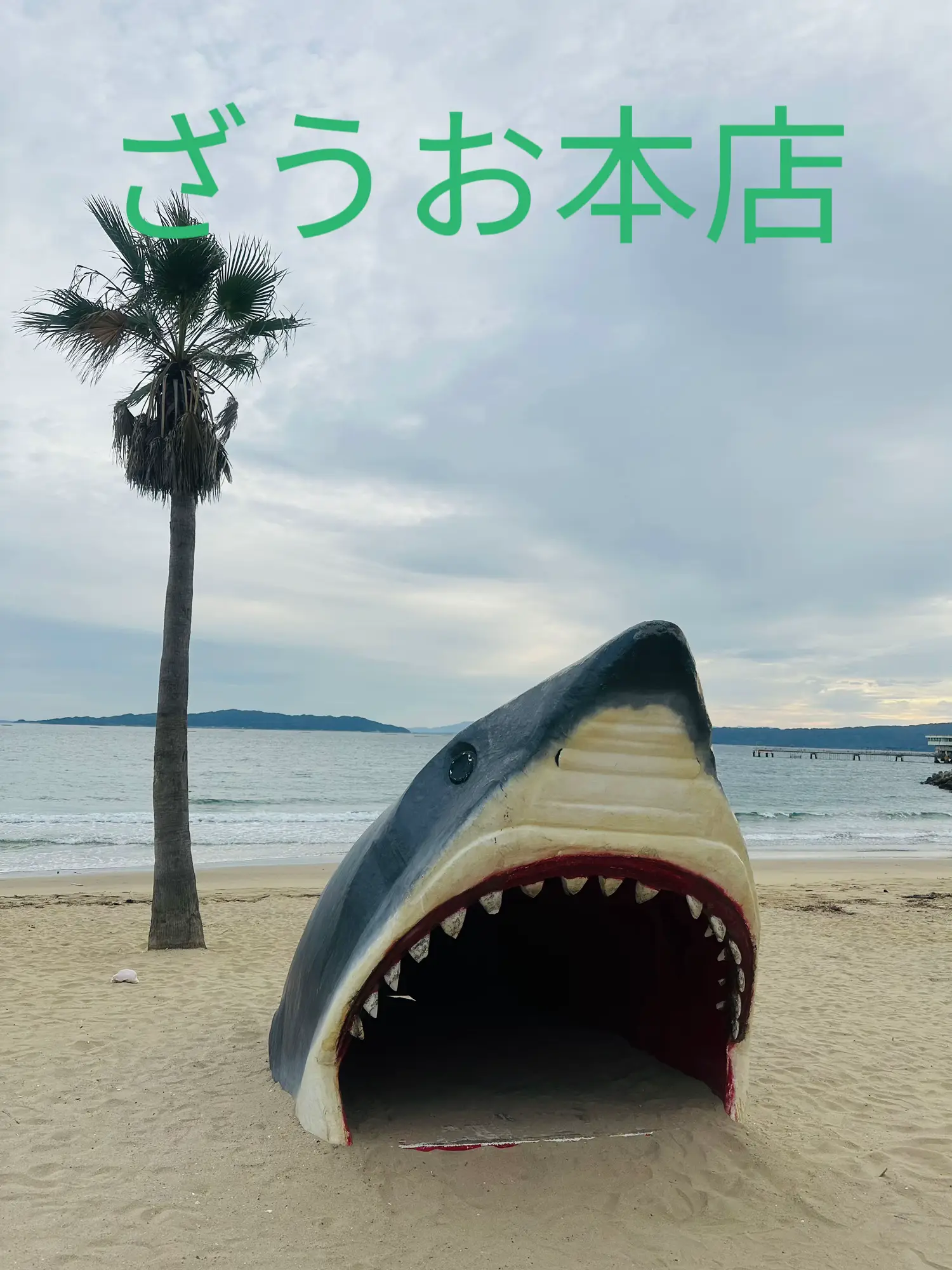 奇跡の流木 鮫モデル流木