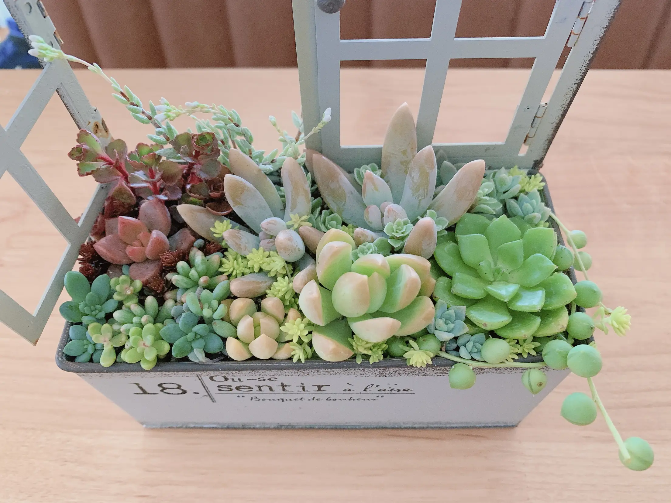 多肉ちゃん🌱植え植え✨ | Lulu_Muu_Mamaが投稿したフォトブック | Lemon8