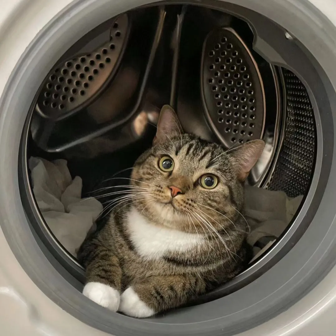 Can I wash the cat?🐱🌝📤 Gallery posted by coral Lemon8