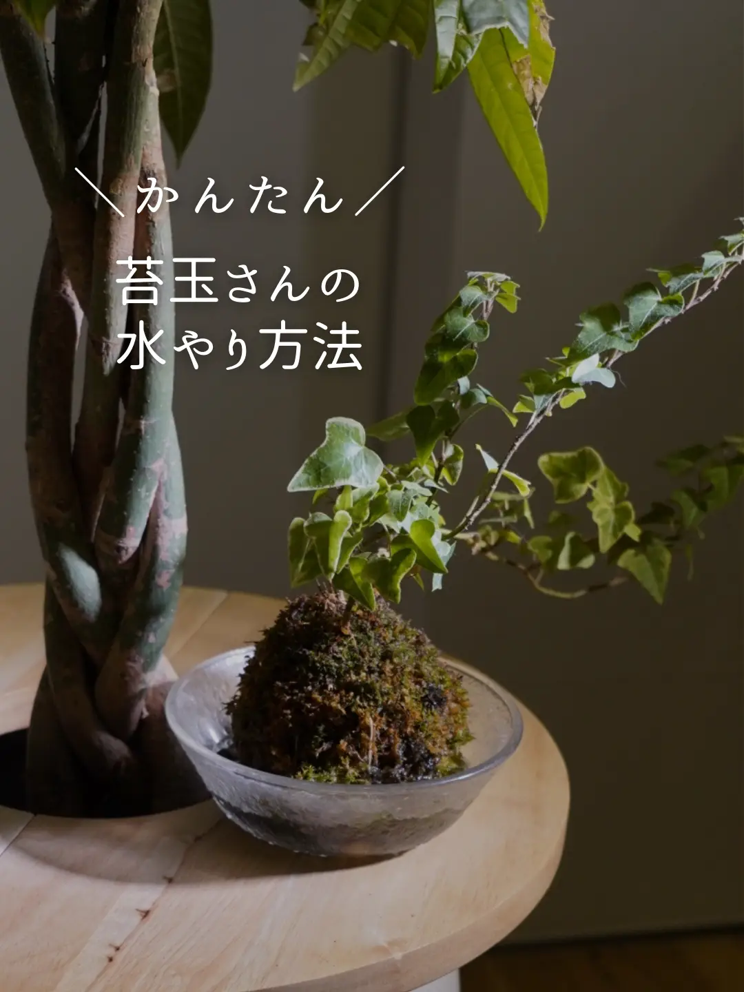 苔玉の水やり方法