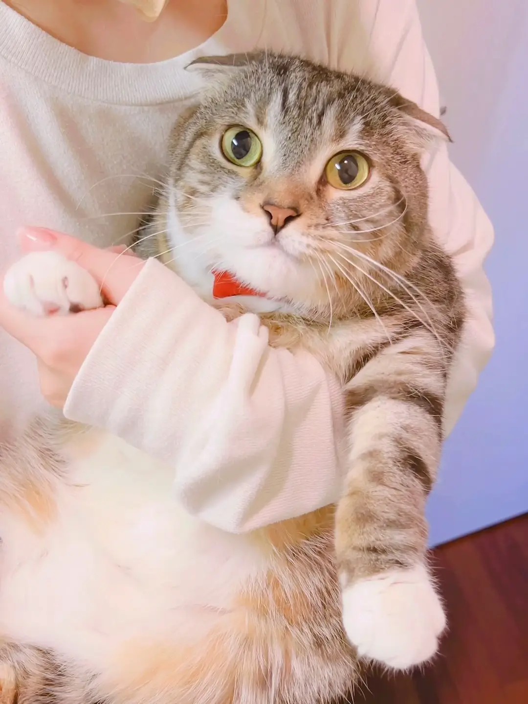 鏡の前で猫を抱っこすると愛を実感してゴロゴロするってほんと？検証し 猫六⋯フォロワー様10％割引中♡⋯様