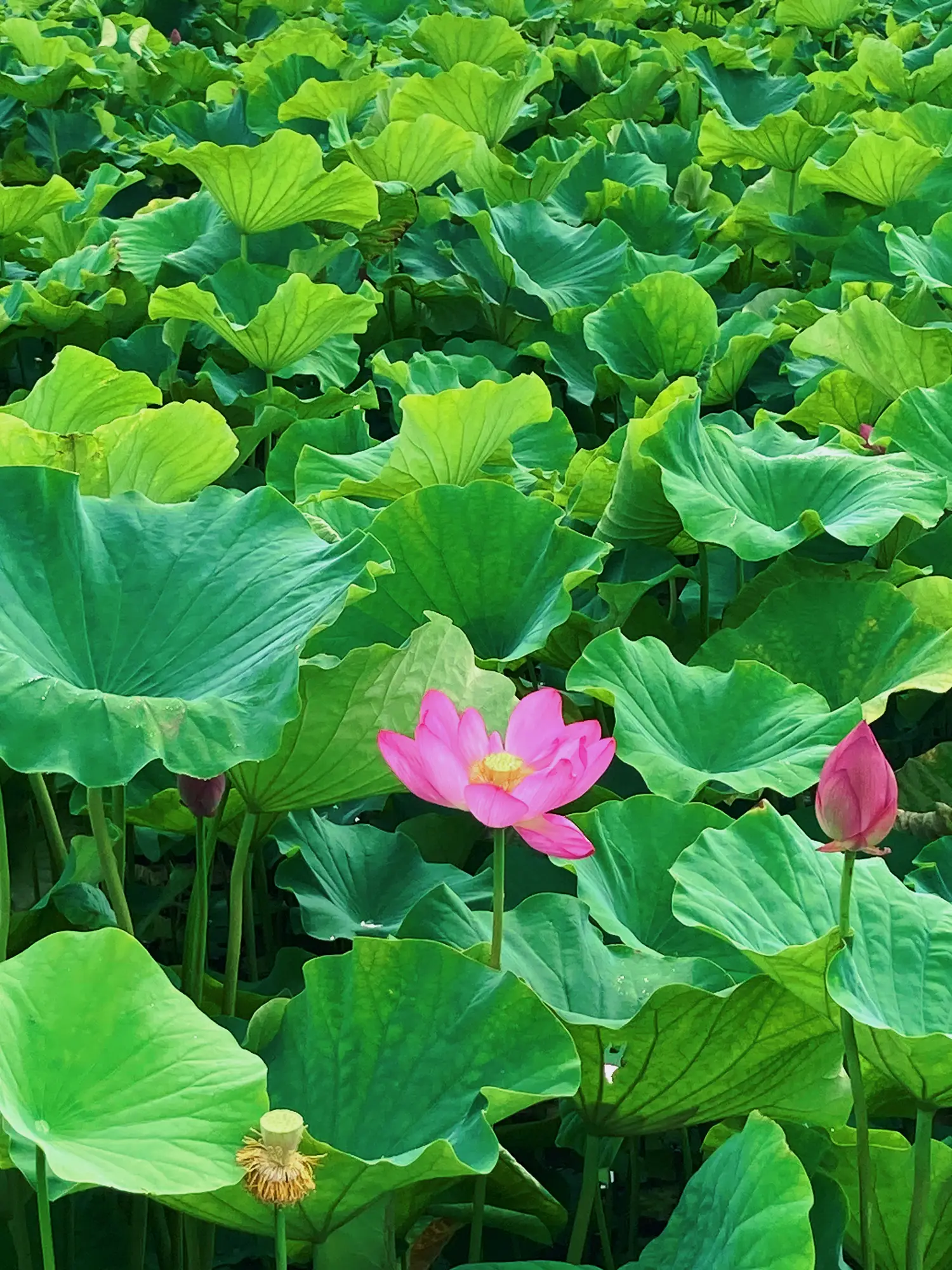 愛知/愛西】森川花はす田 7/8.9蓮見の会   | TOMOが投稿したフォト