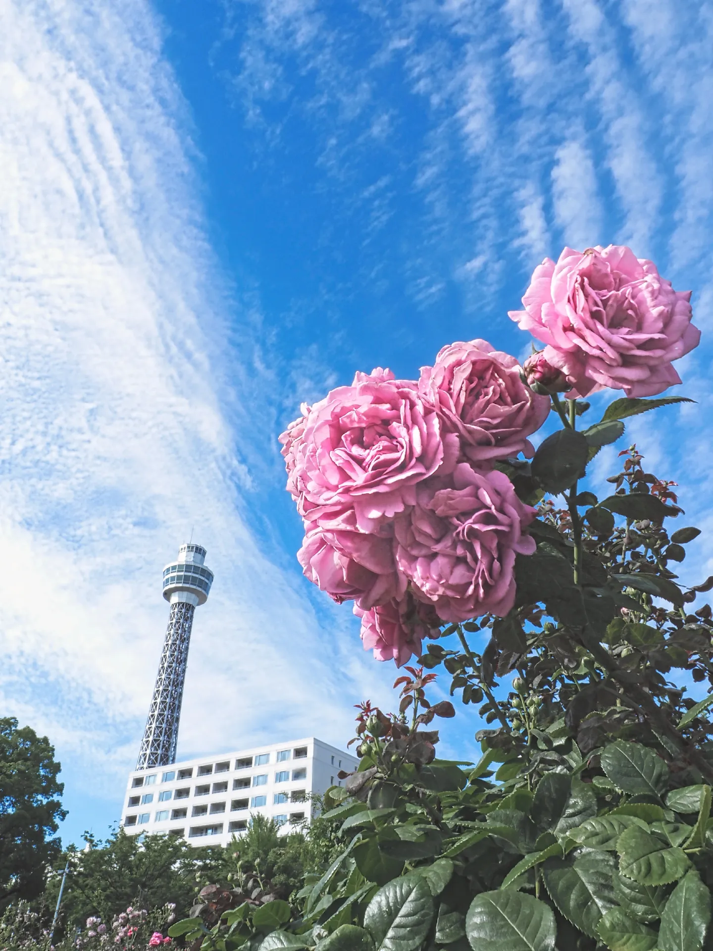 青空に浮かぶ薔薇〜横浜マリンタワー〜 | ATSUが投稿したフォトブック