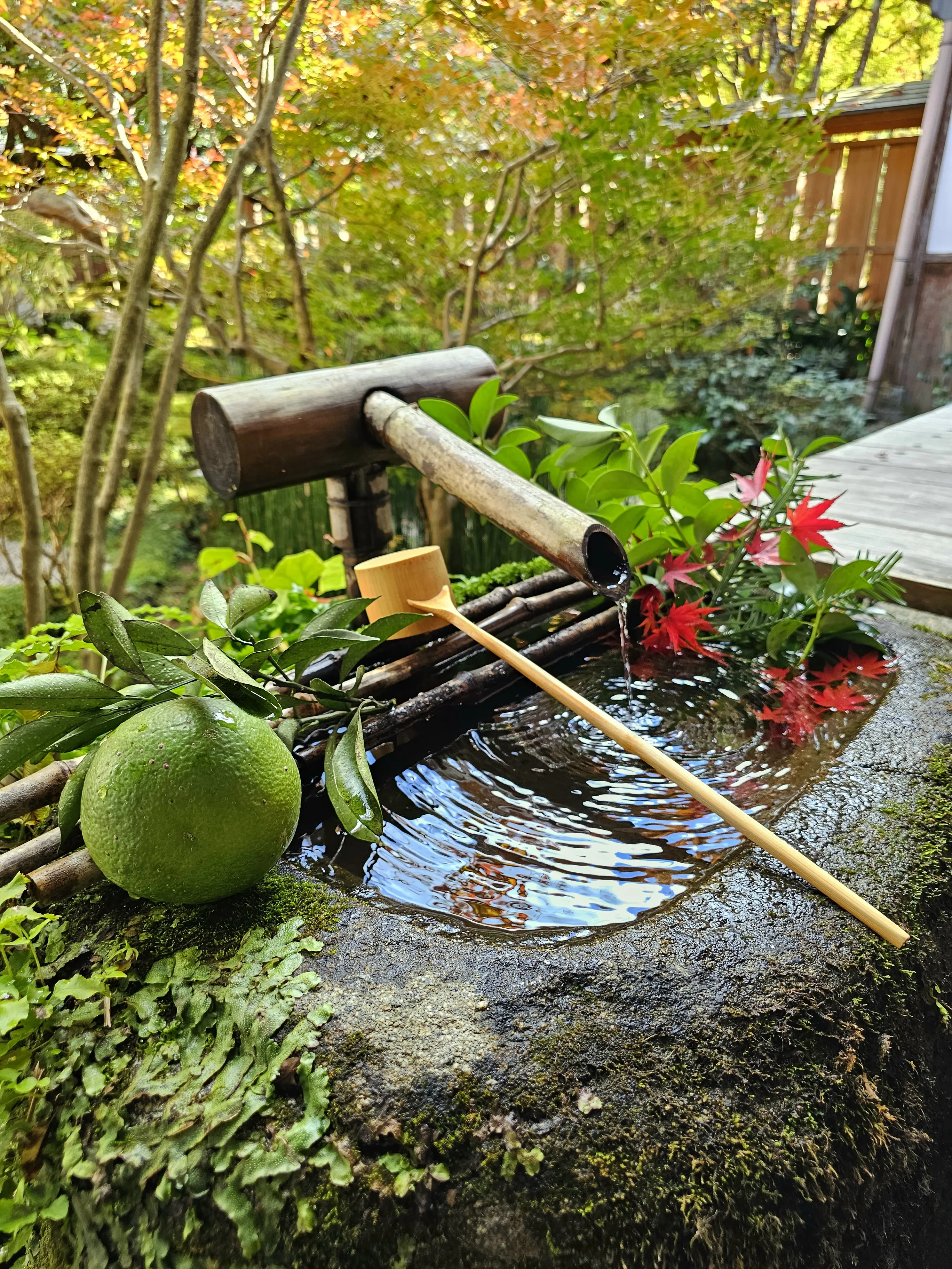 京都/紅葉スポット】樹齢700年！１度はみたい、神秘的な五葉松🍁 | oneandonly.usが投稿したフォトブック | Lemon8