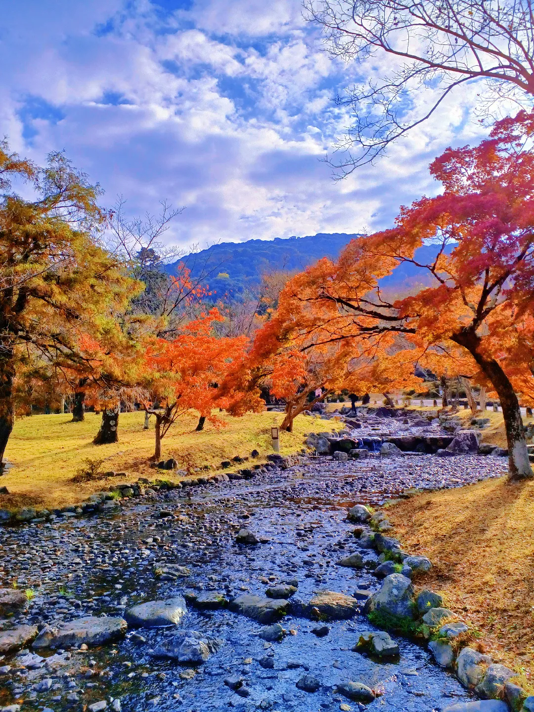 【京都ぶらり】2023京都紅葉 桜の名所円山公園は紅葉も美しいの画像 (2枚目)