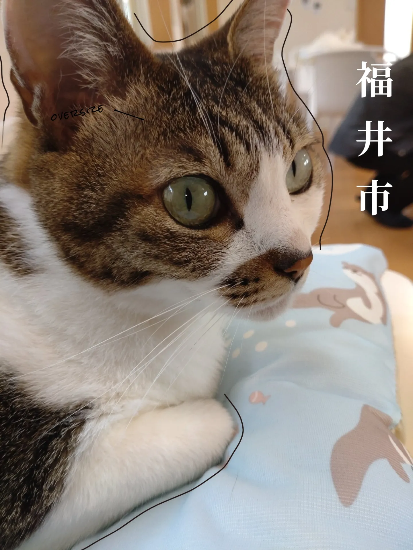 2026年最新じゃれねこの人気アイテム じゃれねこ『12月ラッキーセット⑨冬
