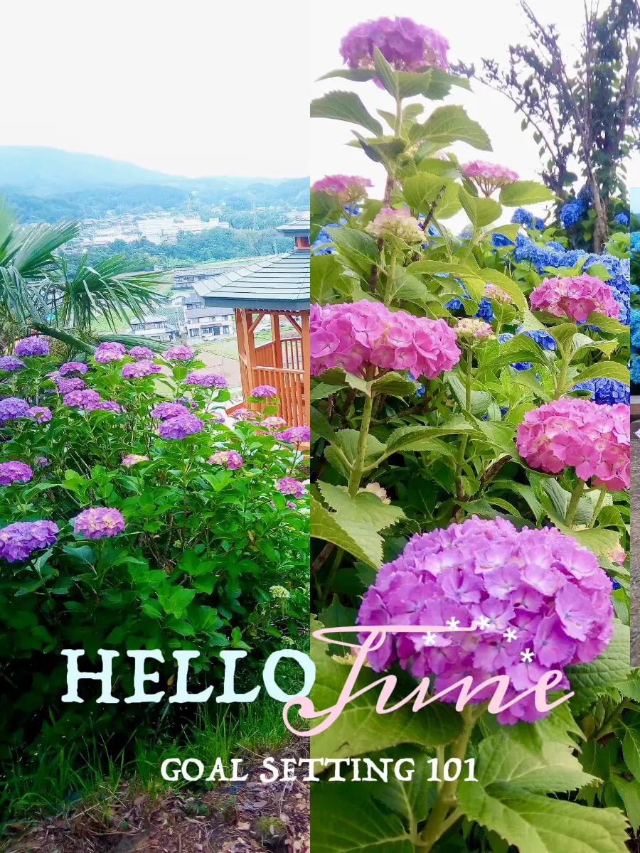 HELLO Hydrangeas 🪻🤍 | Jann2210が投稿したフォトブック | Lemon8