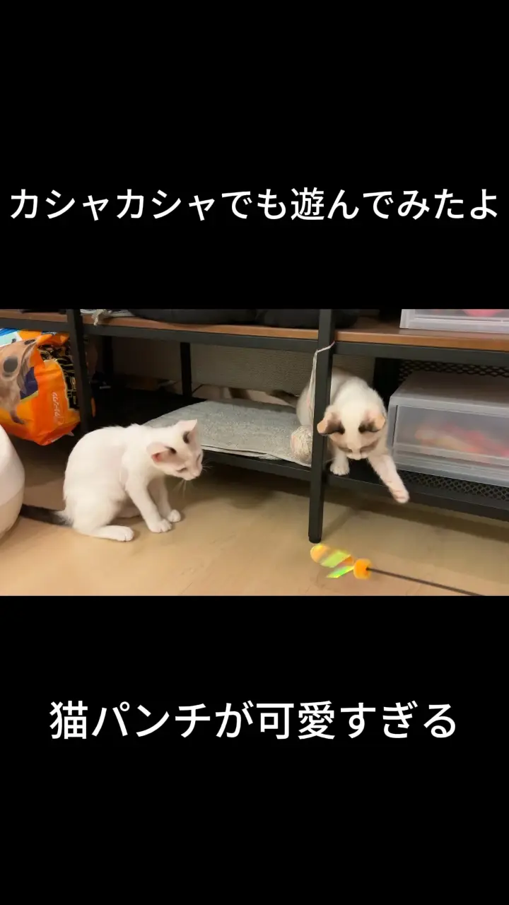 カシャカシャで遊んだら子猫が立ったよ！