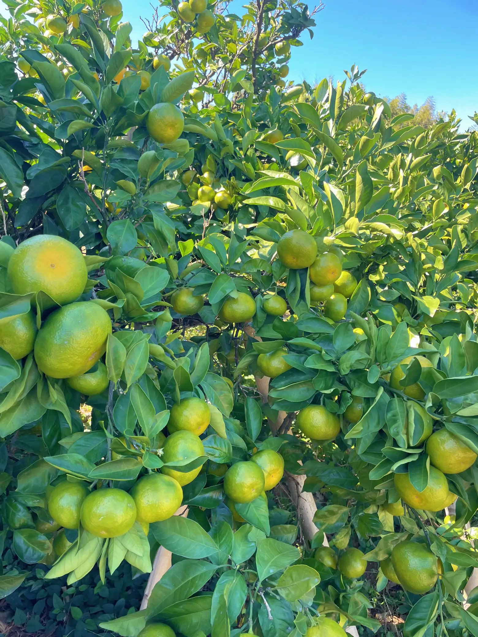 みかん狩り🍊】入園料無料🆓味見もタダ | 幸せの黄色いポストが投稿したフォトブック | Lemon8