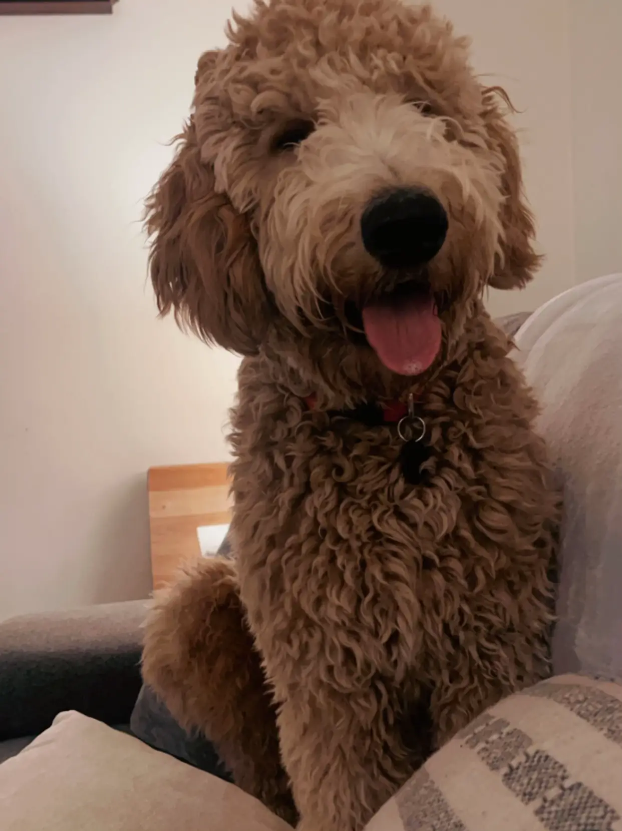 Labradoodle short hair hotsell