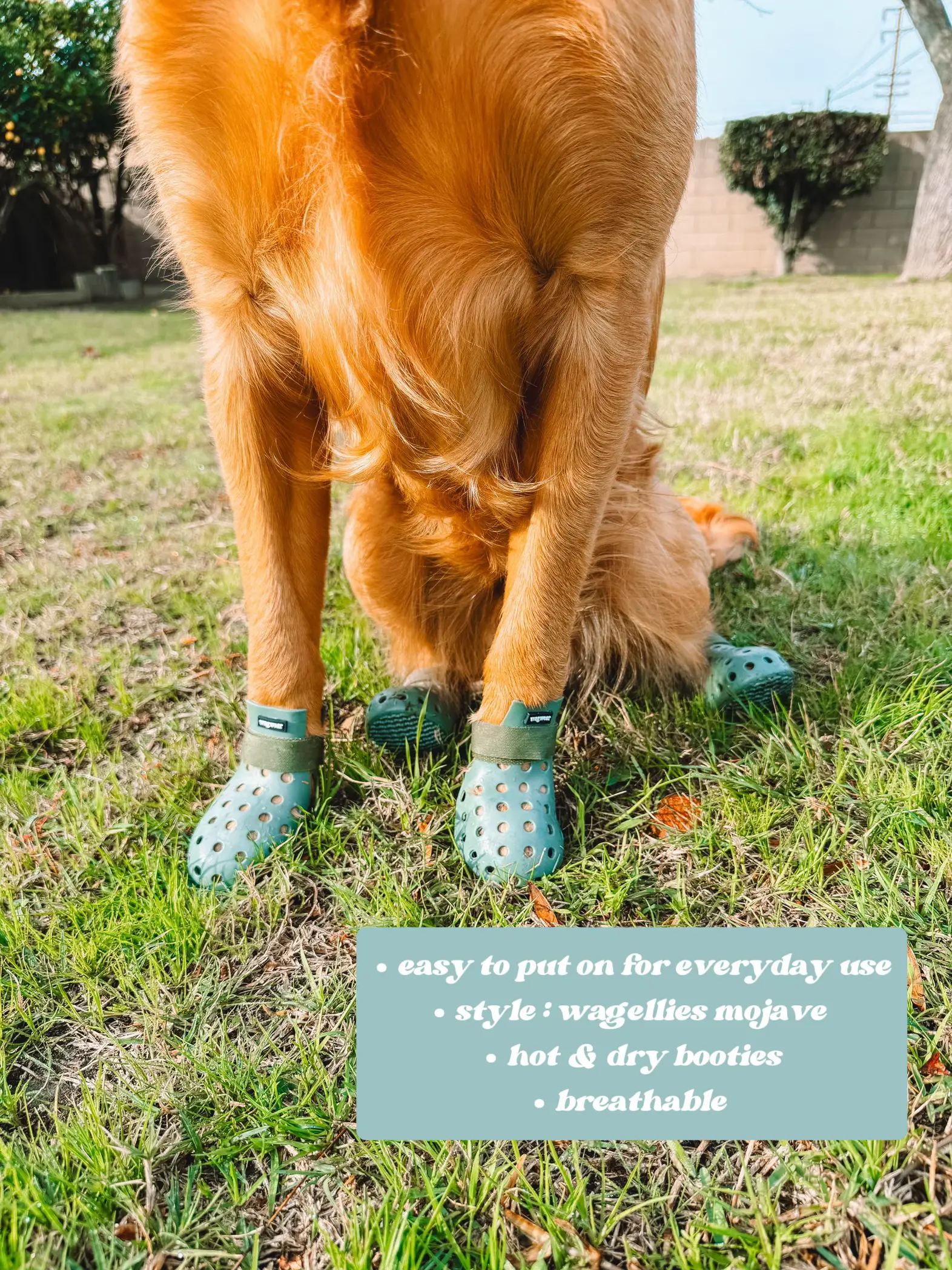 Golden retriever cheap booties