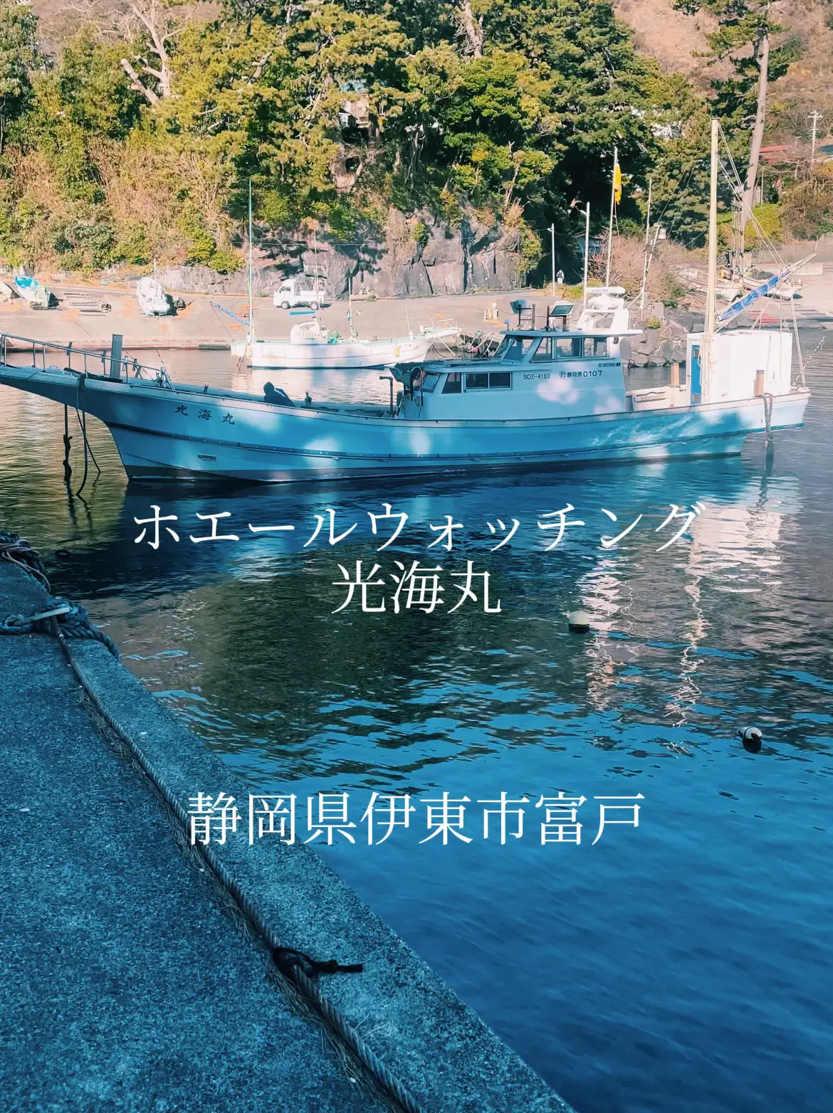 Stay♡0107さま〜 (ホエールウォッチング光海丸(静岡県伊東市 Stay♡0107さま〜 (ホエールウォッチング光海丸(静岡県伊東市