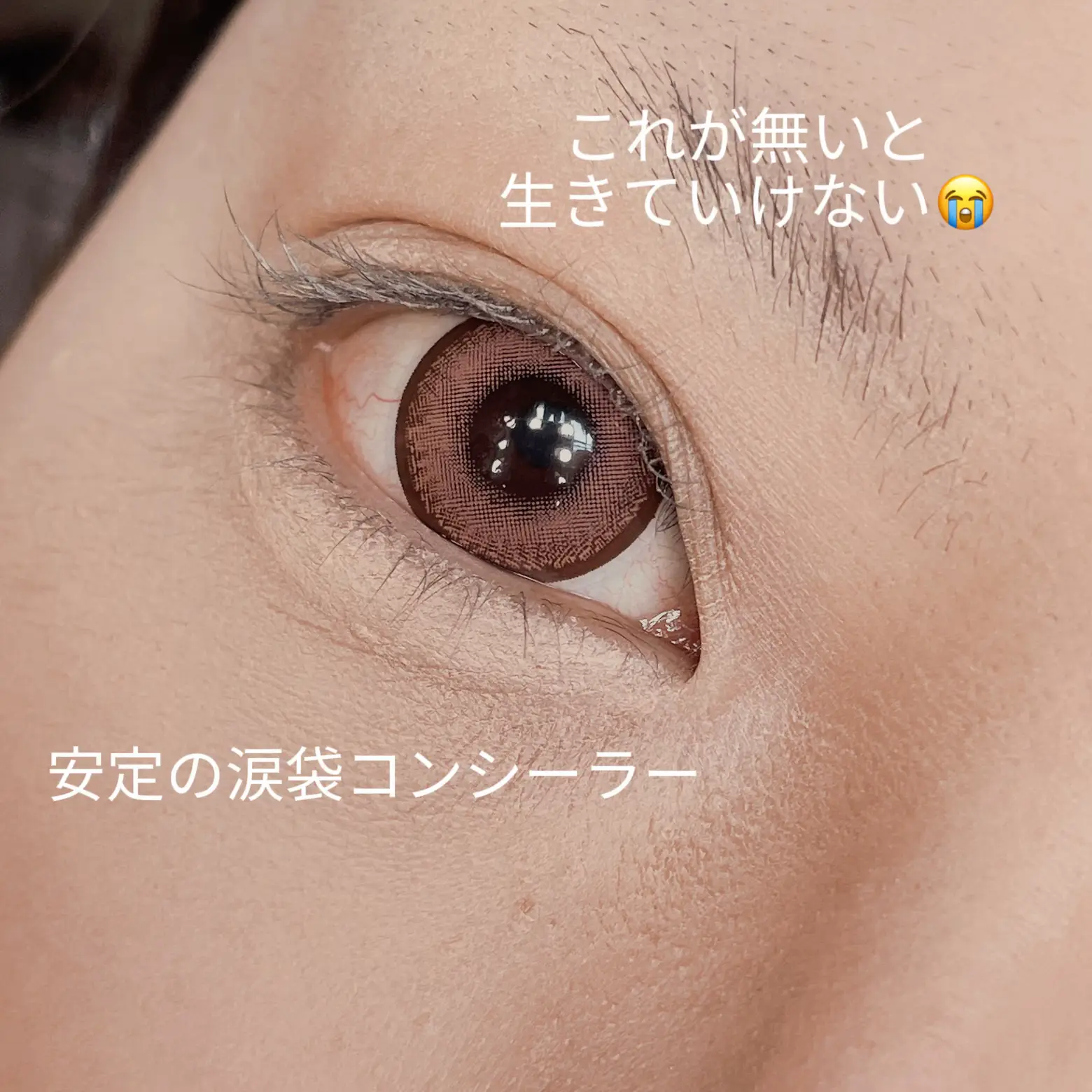 エパミノンダス（1オス、アンダマン島） 【公式通販】