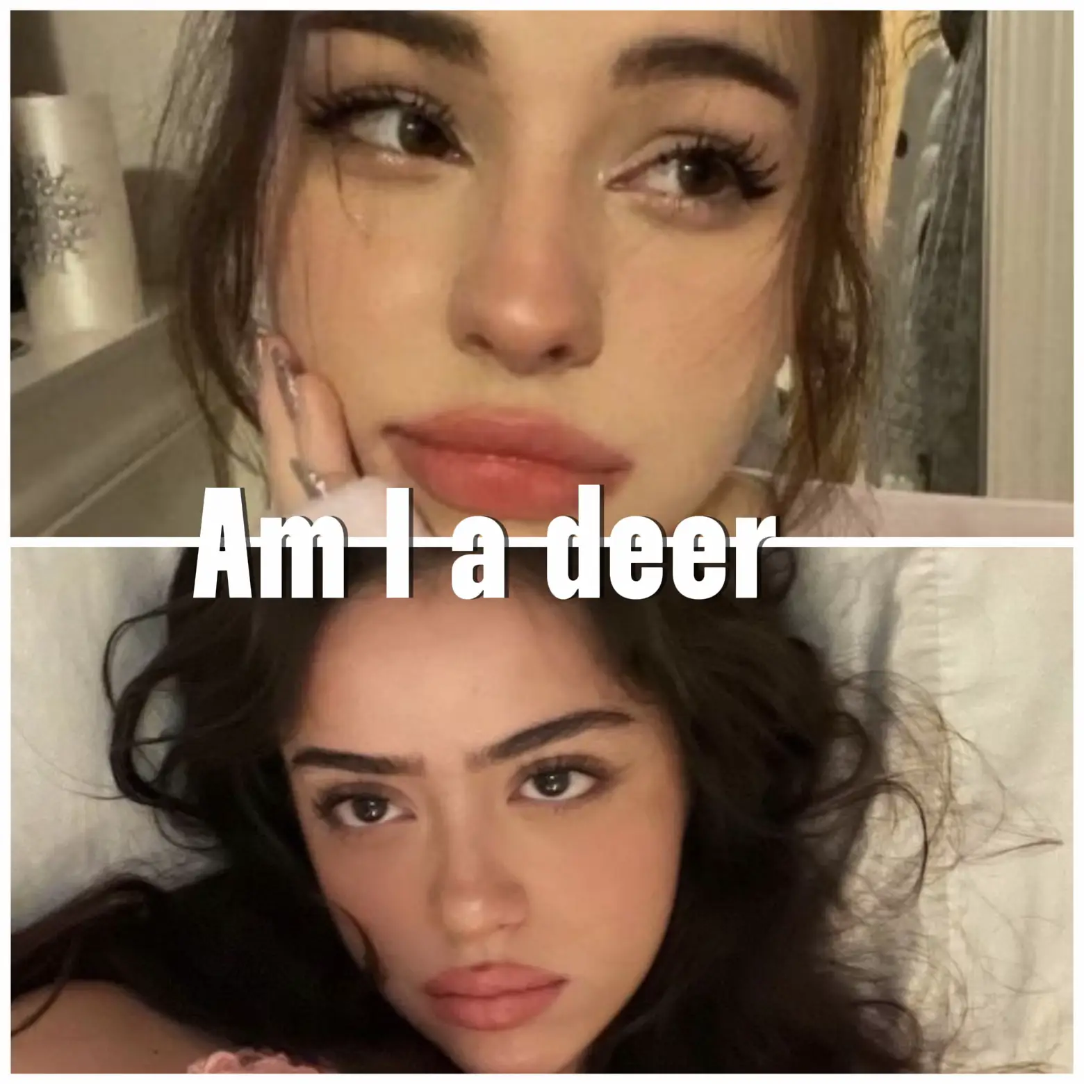 Am I a deer or fox?'s images
