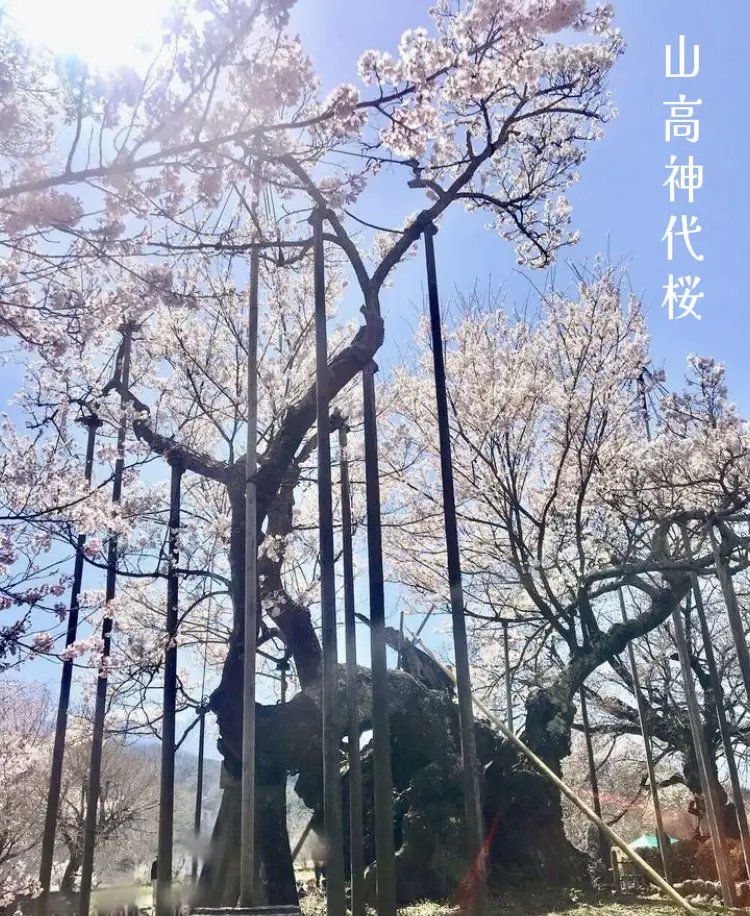 なんと樹齢2,000年⁉️山梨県にある、一生に一度は見たい桜の木🌸 | lilyが投稿したフォトブック | Lemon8