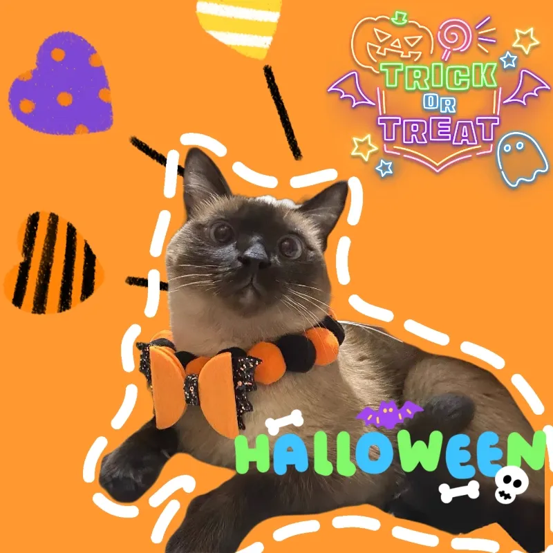 🌈このハロウィン、大好きなペットも! | Dopaが投稿したフォトブック